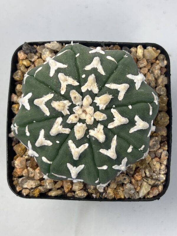Astrophytum asterias cv. V type Selected