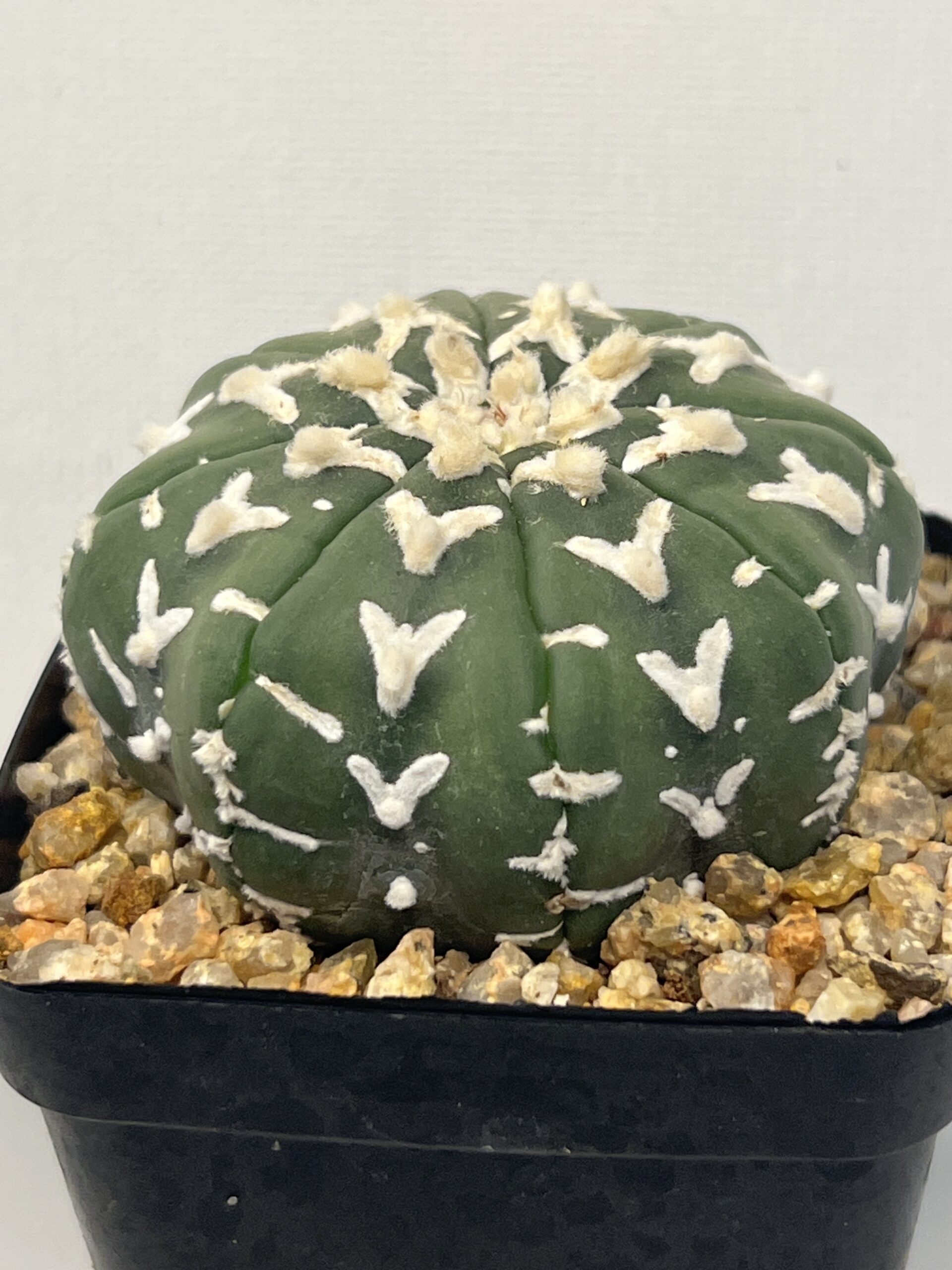 Astrophytum asterias cv. V type Selected - Imagen 2