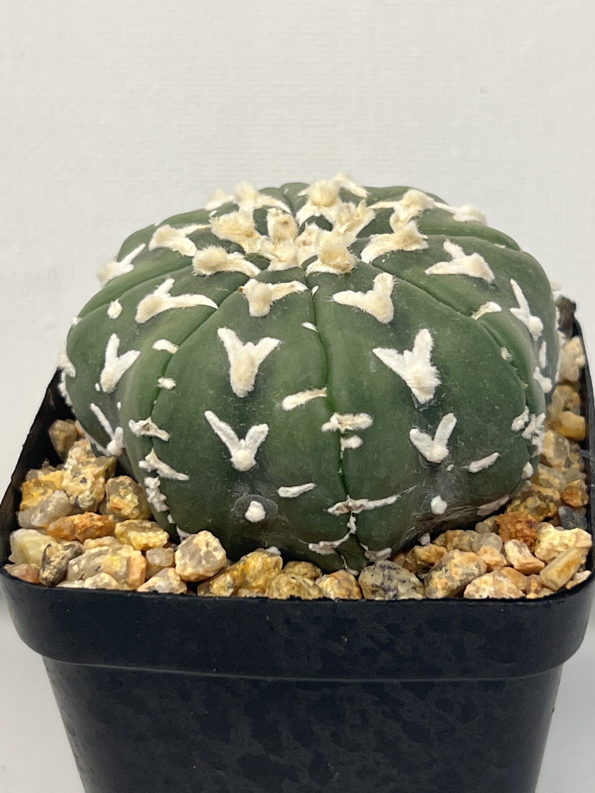 Astrophytum asterias cv. V type Selected - Imagen 3