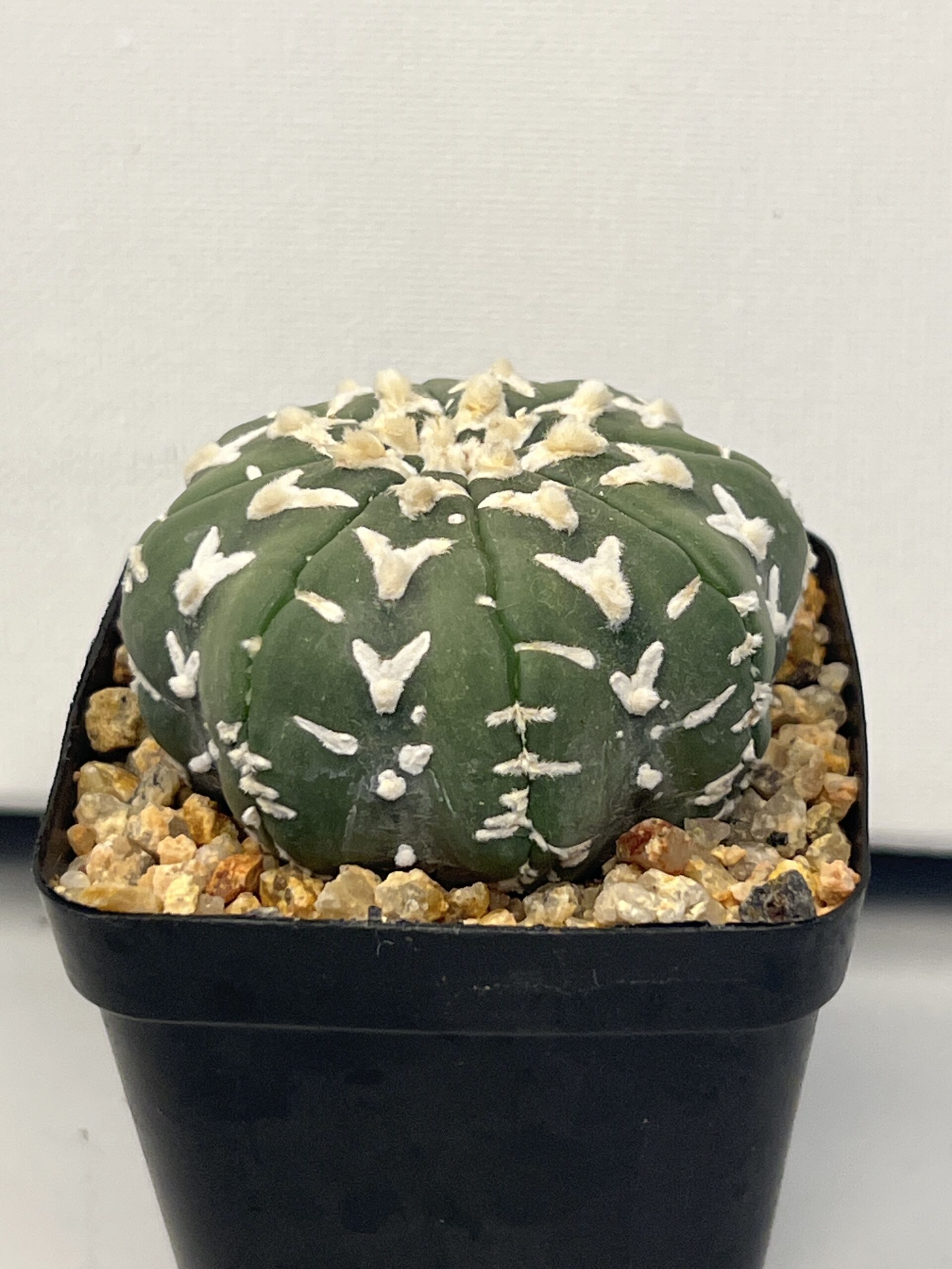 Astrophytum asterias cv. V type Selected - Imagen 4