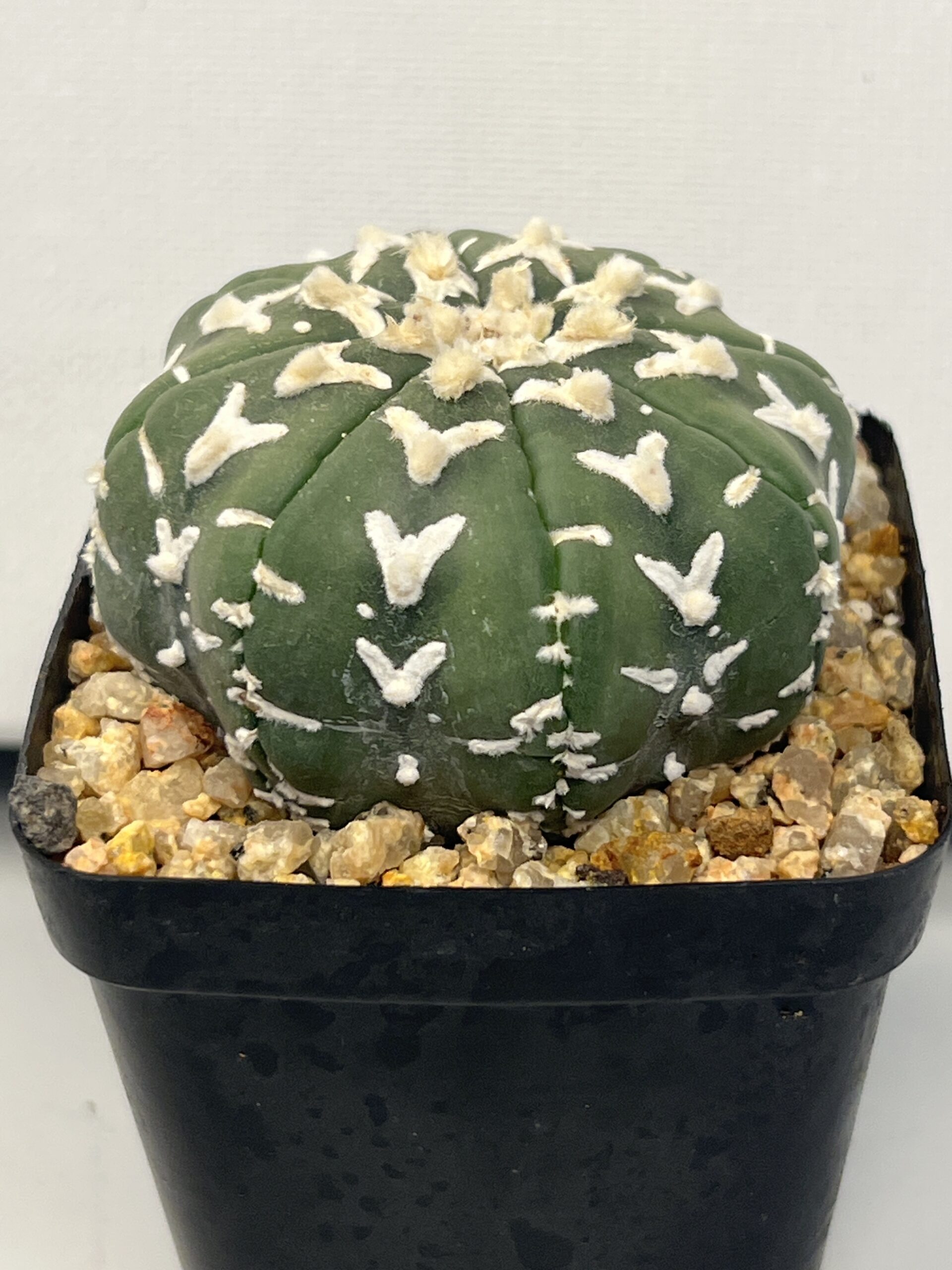 Astrophytum asterias cv. V type Selected - Imagen 5