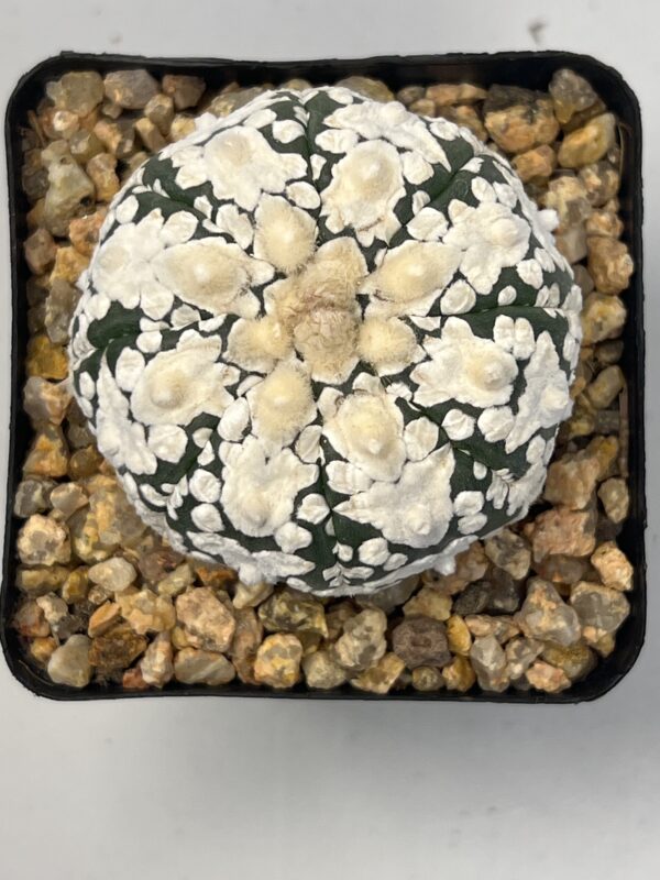 Astrophytum asterias cv. Super Kabuto V type Selected