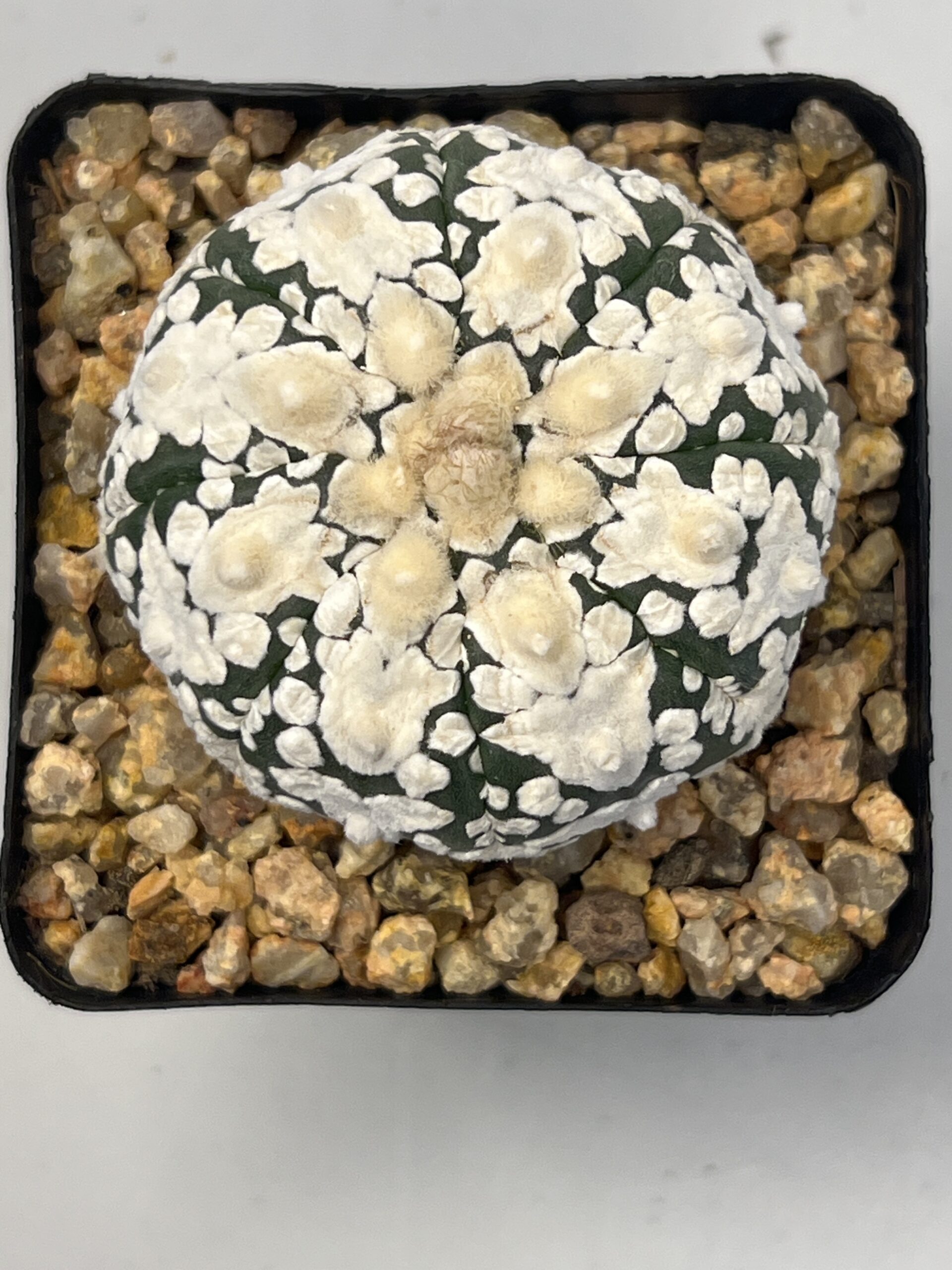 Astrophytum asterias cv. Super Kabuto V type Selected