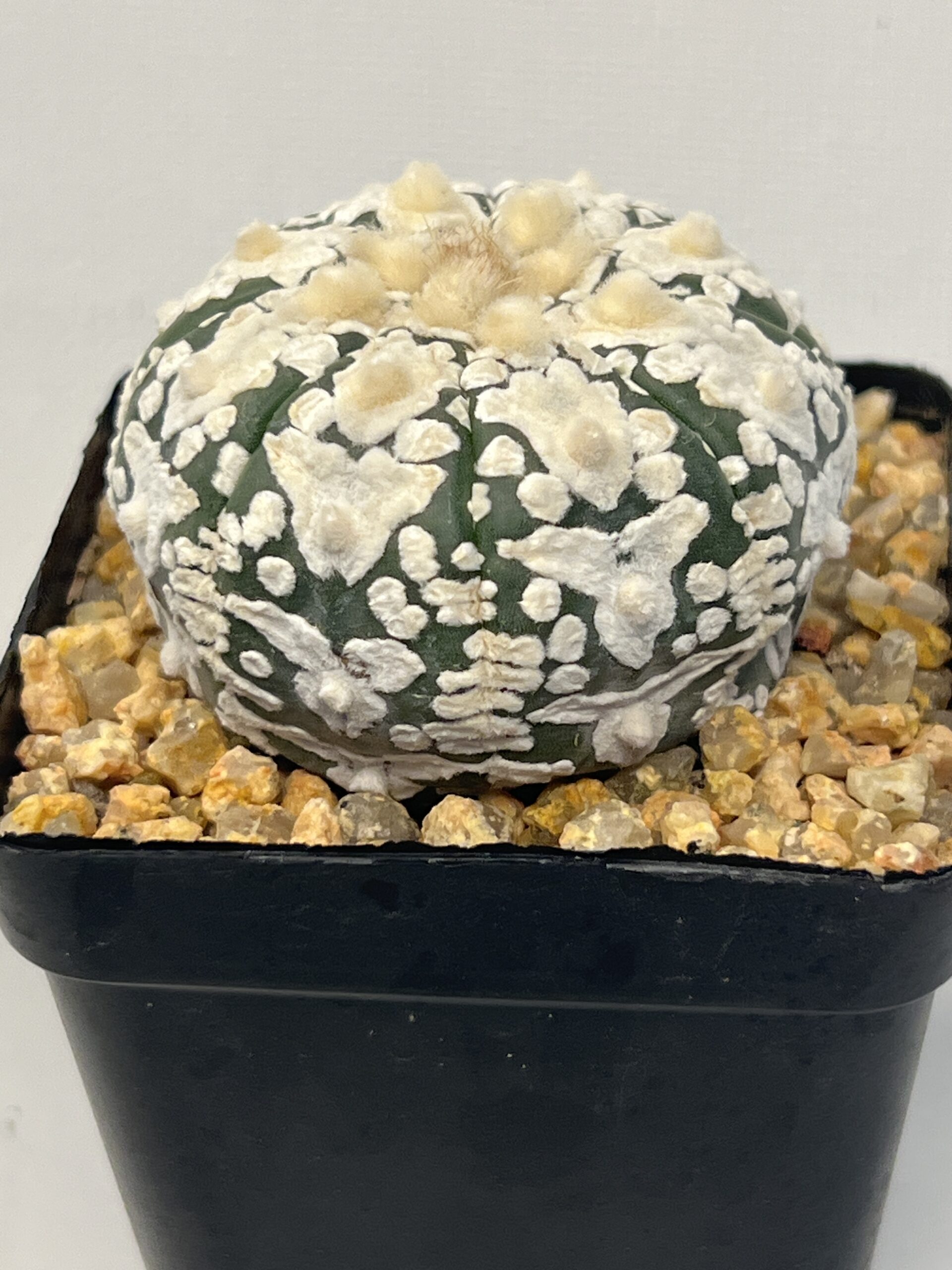 Astrophytum asterias cv. Super Kabuto V type Selected - Imagen 2