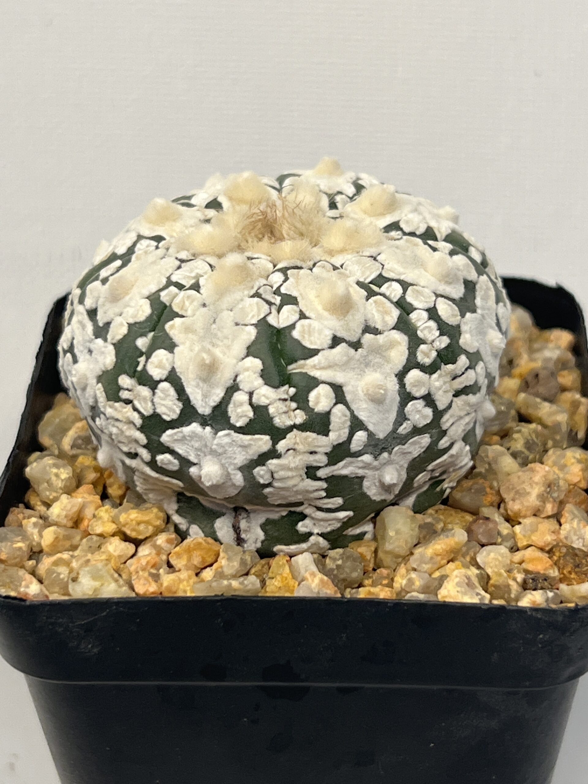 Astrophytum asterias cv. Super Kabuto V type Selected - Imagen 3