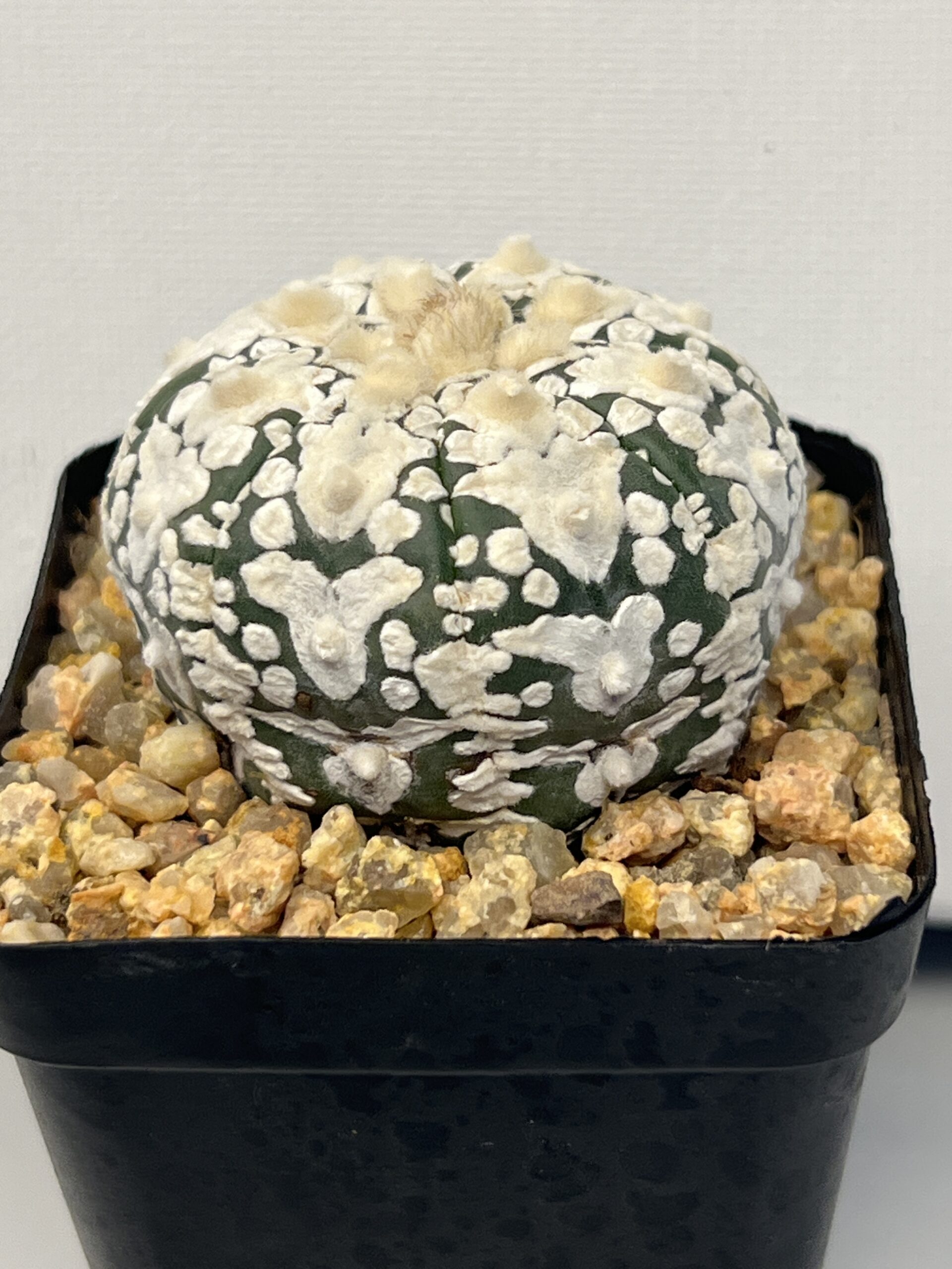 Astrophytum asterias cv. Super Kabuto V type Selected - Imagen 4