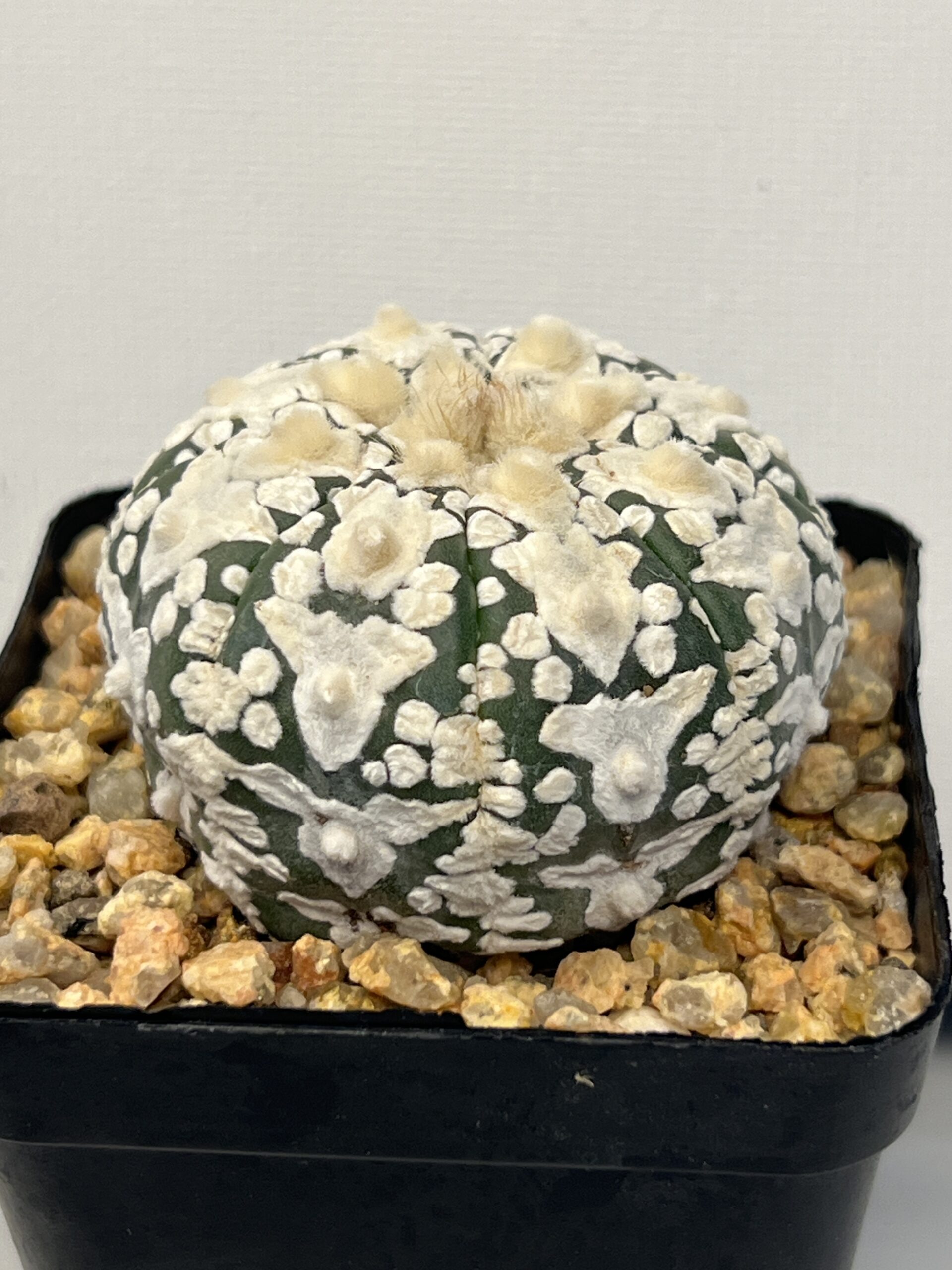 Astrophytum asterias cv. Super Kabuto V type Selected - Imagen 5
