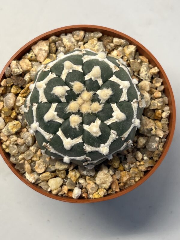 Astrophytum asterias cv. Big V type