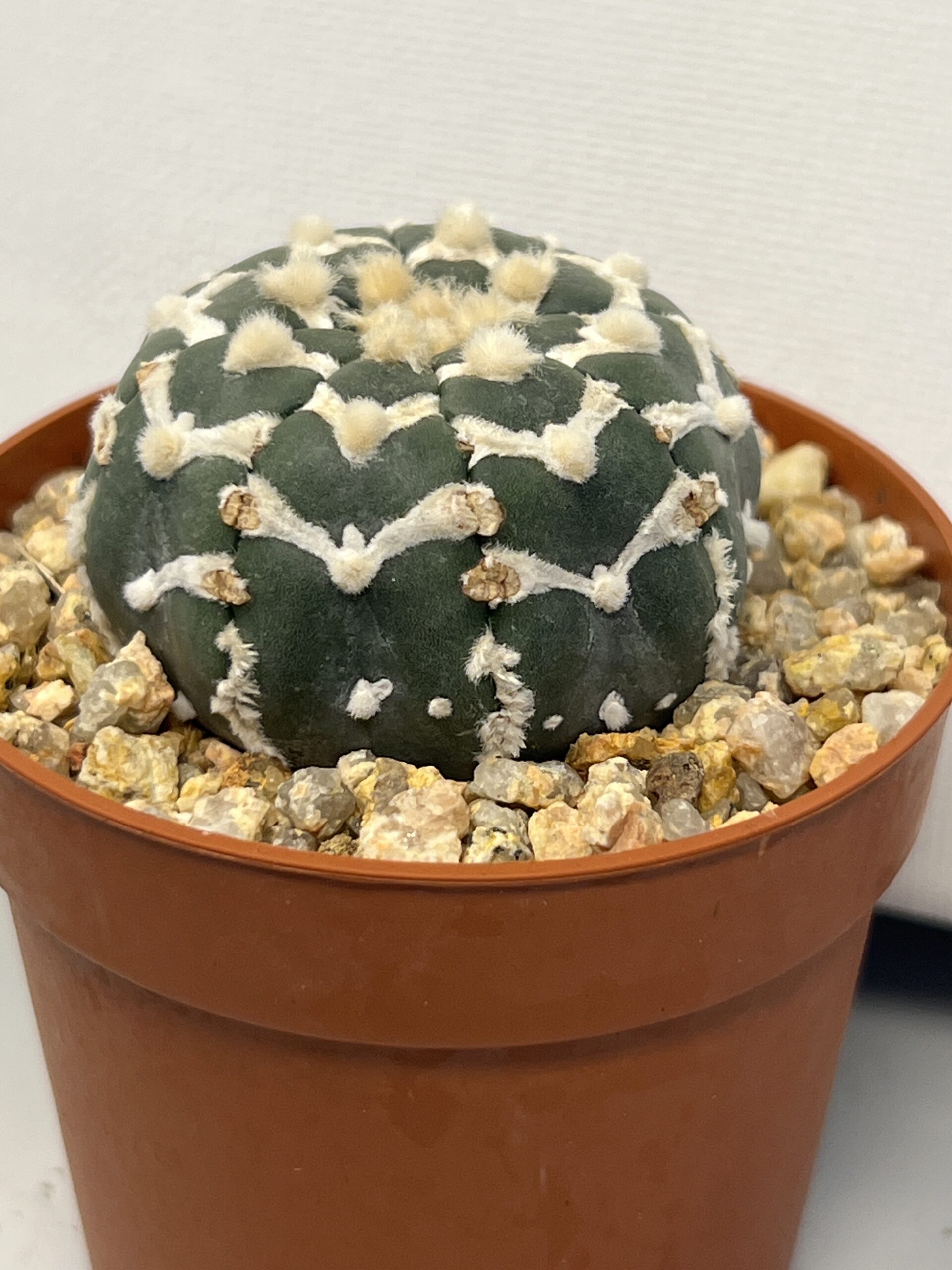 Astrophytum asterias cv. Big V type - Imagen 2