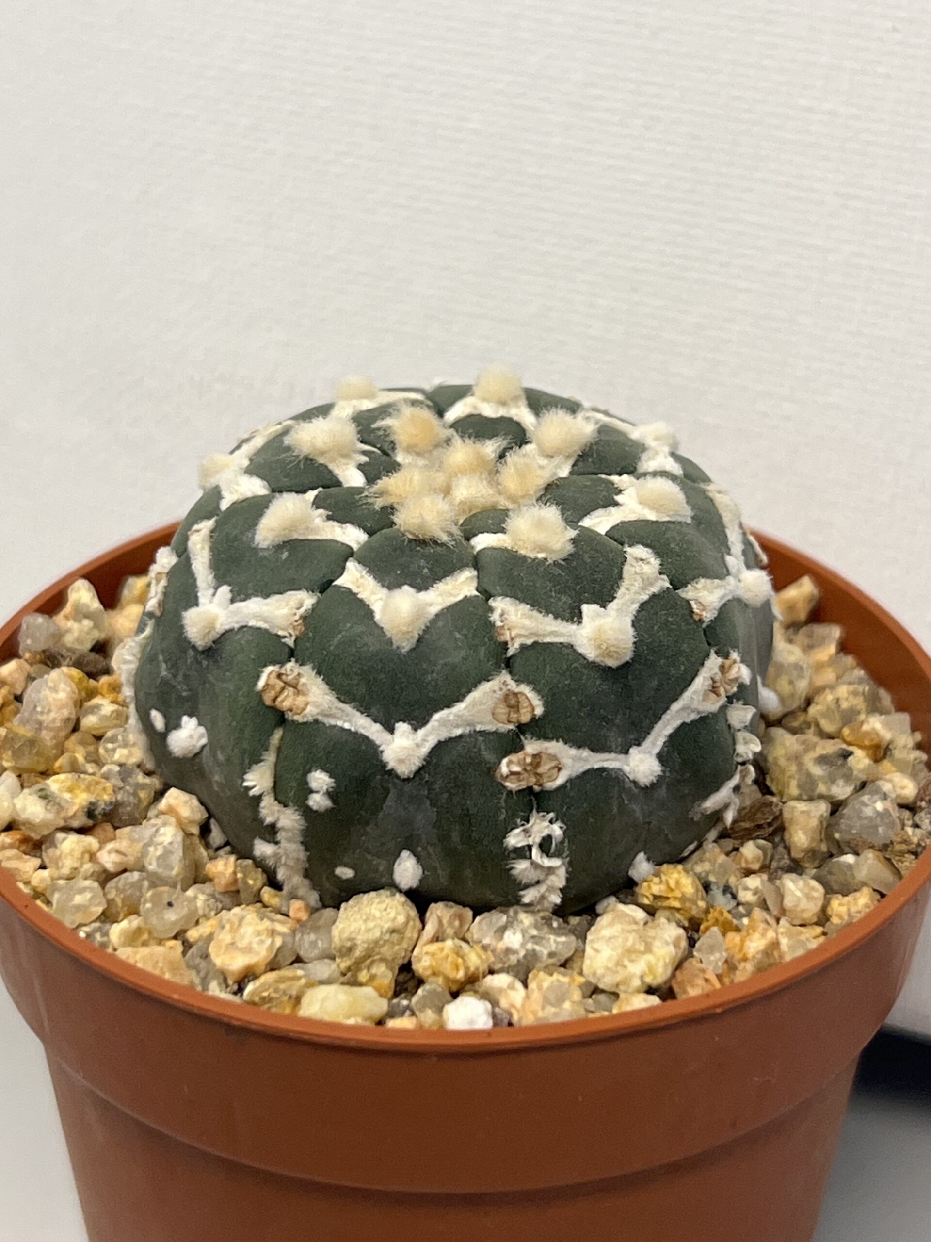 Astrophytum asterias cv. Big V type - Imagen 3