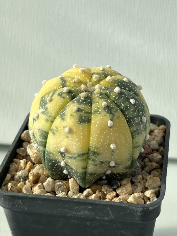 Astrophytum asterias nudum variegata