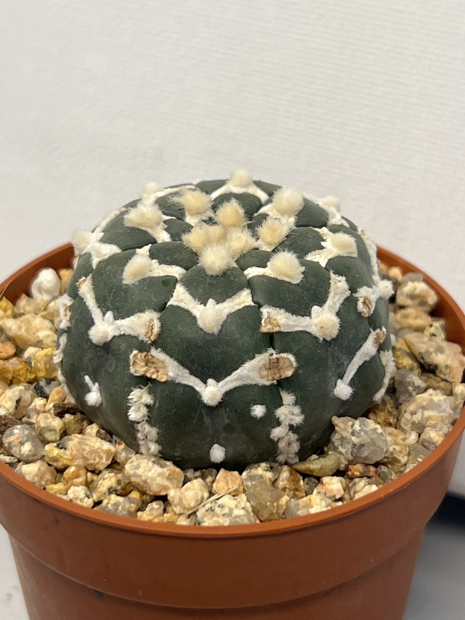 Astrophytum asterias cv. Big V type - Imagen 4