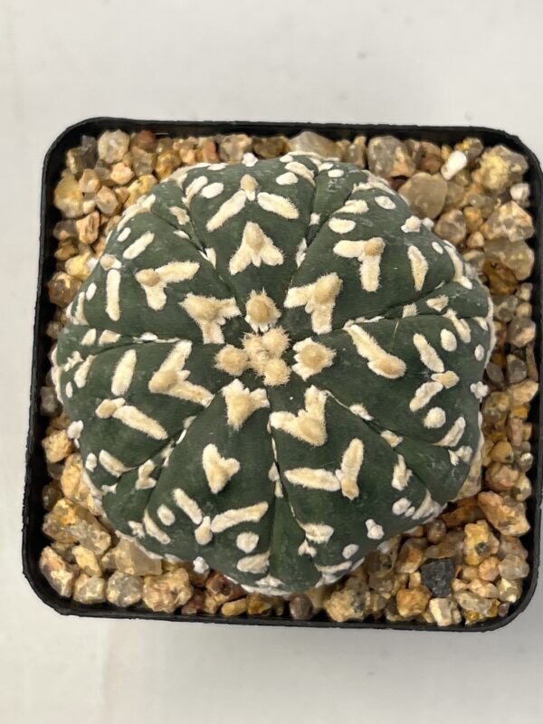 Astrophytum asterias cv. Big V type Fukuryu Selected