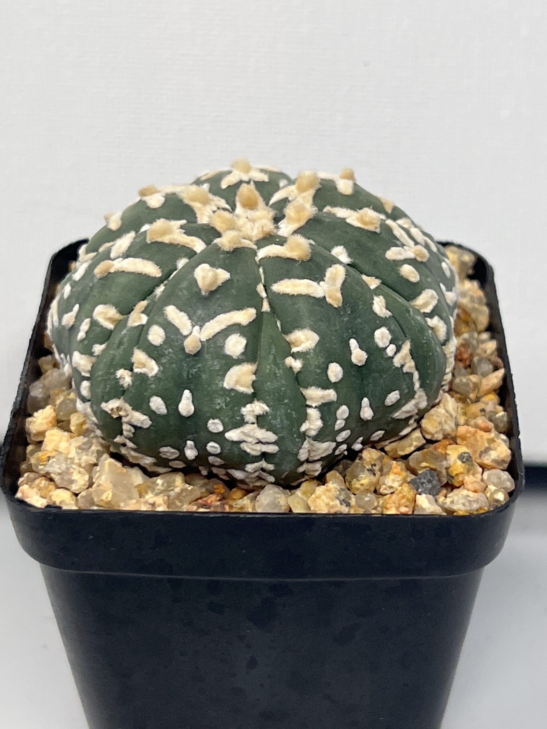 Astrophytum asterias cv. Big V type Fukuryu Selected - Image 2