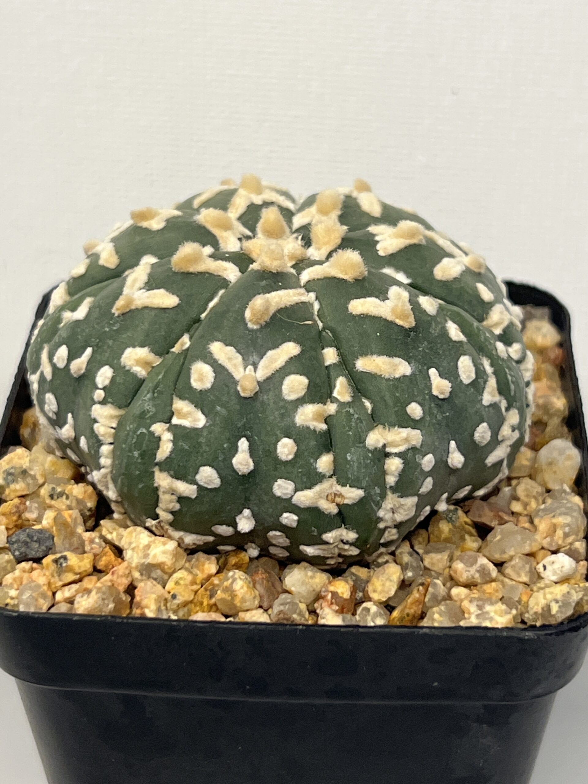 Astrophytum asterias cv. Big V type Fukuryu Selected - Image 3