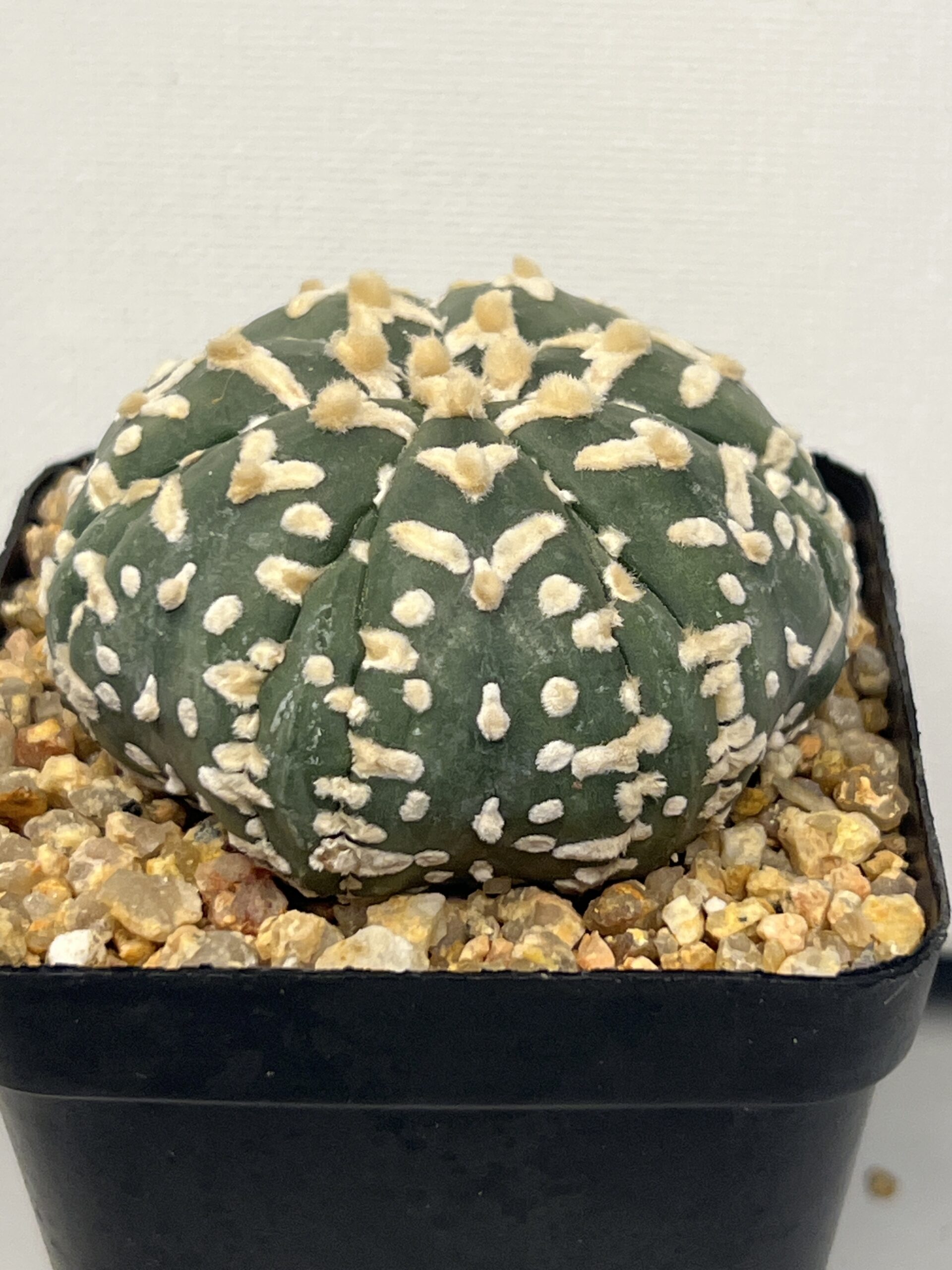 Astrophytum asterias cv. Big V type Fukuryu Selected - Image 4