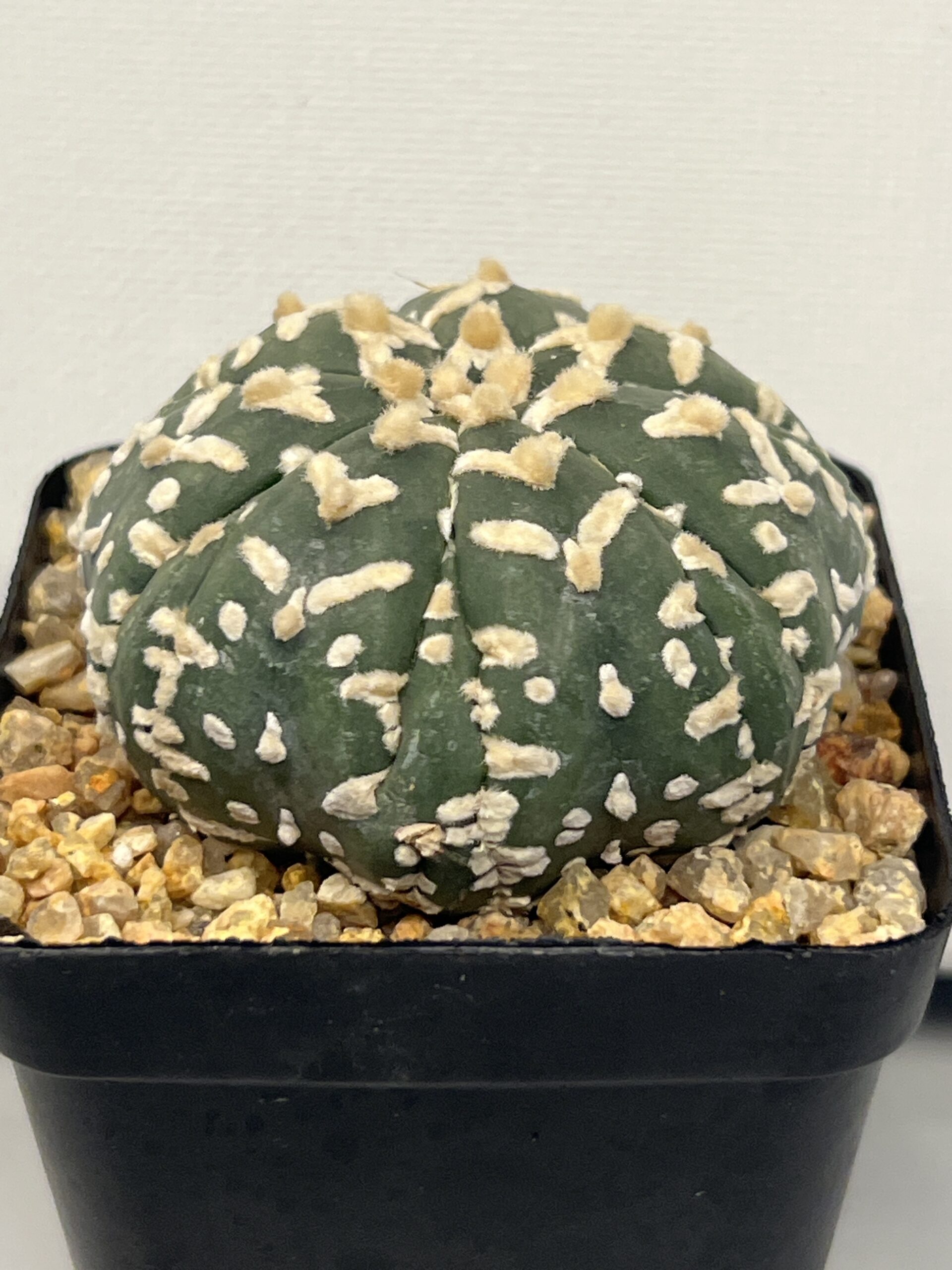 Astrophytum asterias cv. Big V type Fukuryu Selected - Image 5