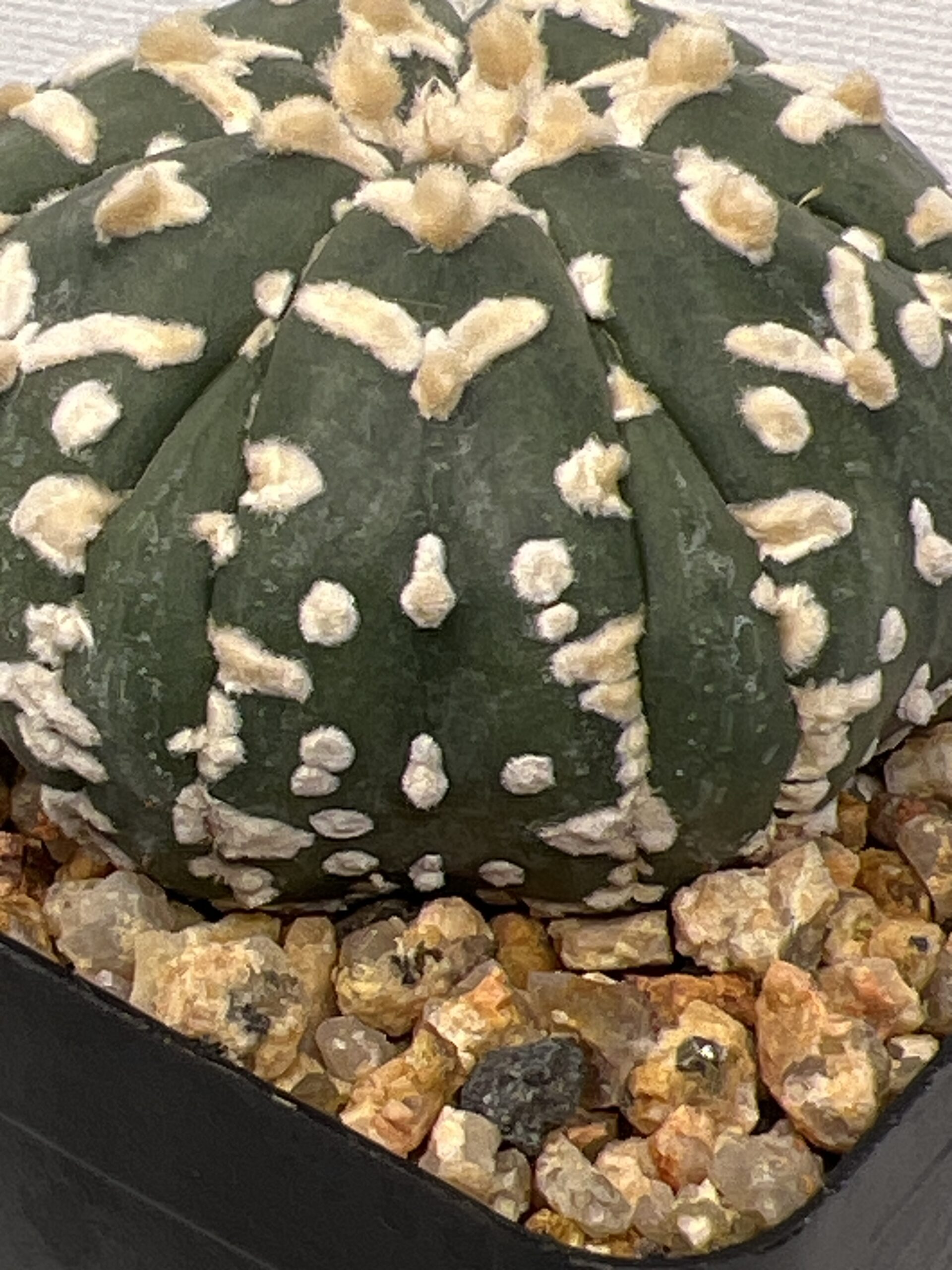 Astrophytum asterias cv. Big V type Fukuryu Selected - Image 6