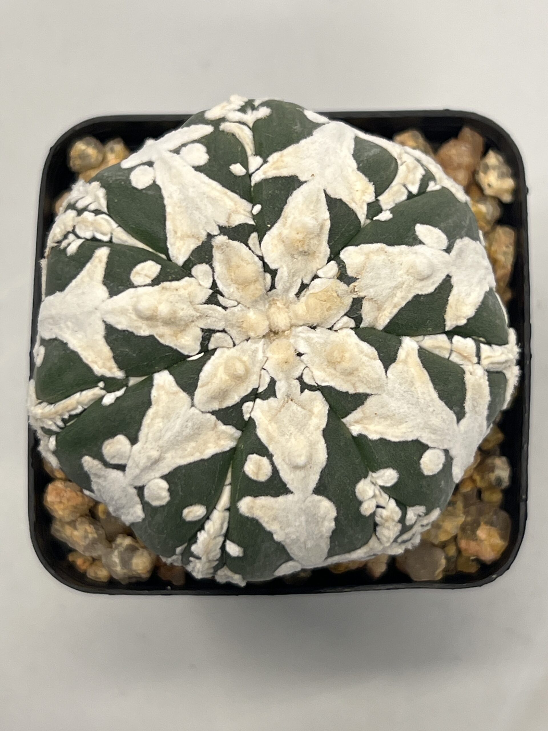 Astrophytum asterias cv. Big V type Selected
