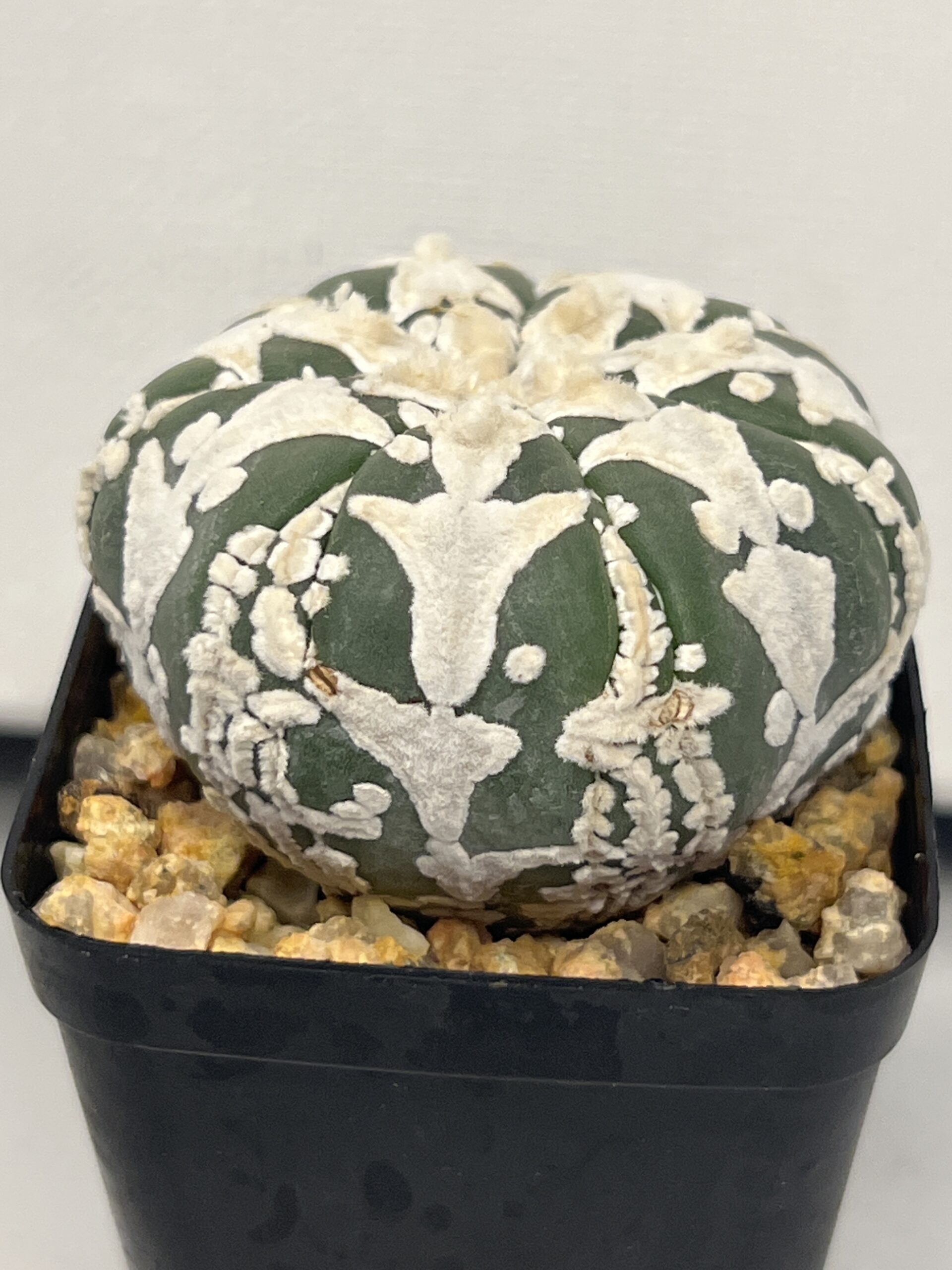 Astrophytum asterias cv. Big V type Selected — изображение 2