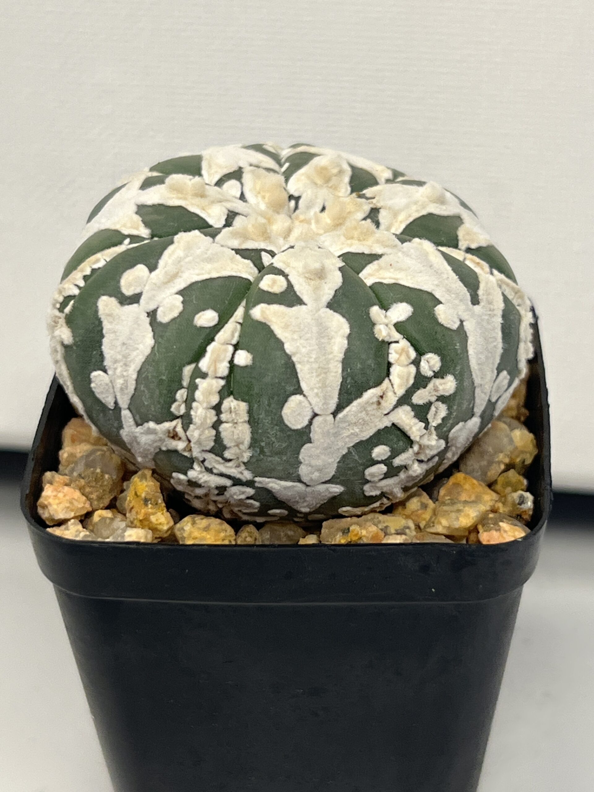 Astrophytum asterias cv. Big V type Selected — изображение 3