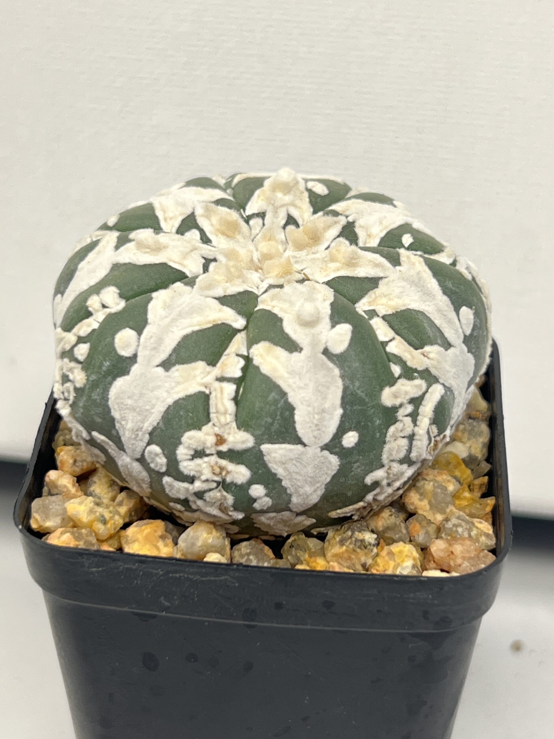 Astrophytum asterias cv. Big V type Selected — изображение 4