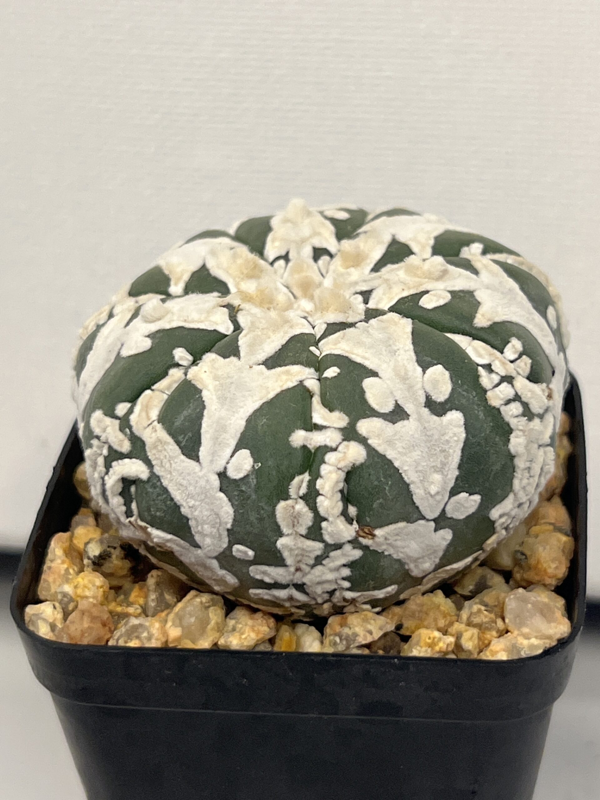 Astrophytum asterias cv. Big V type Selected — изображение 5