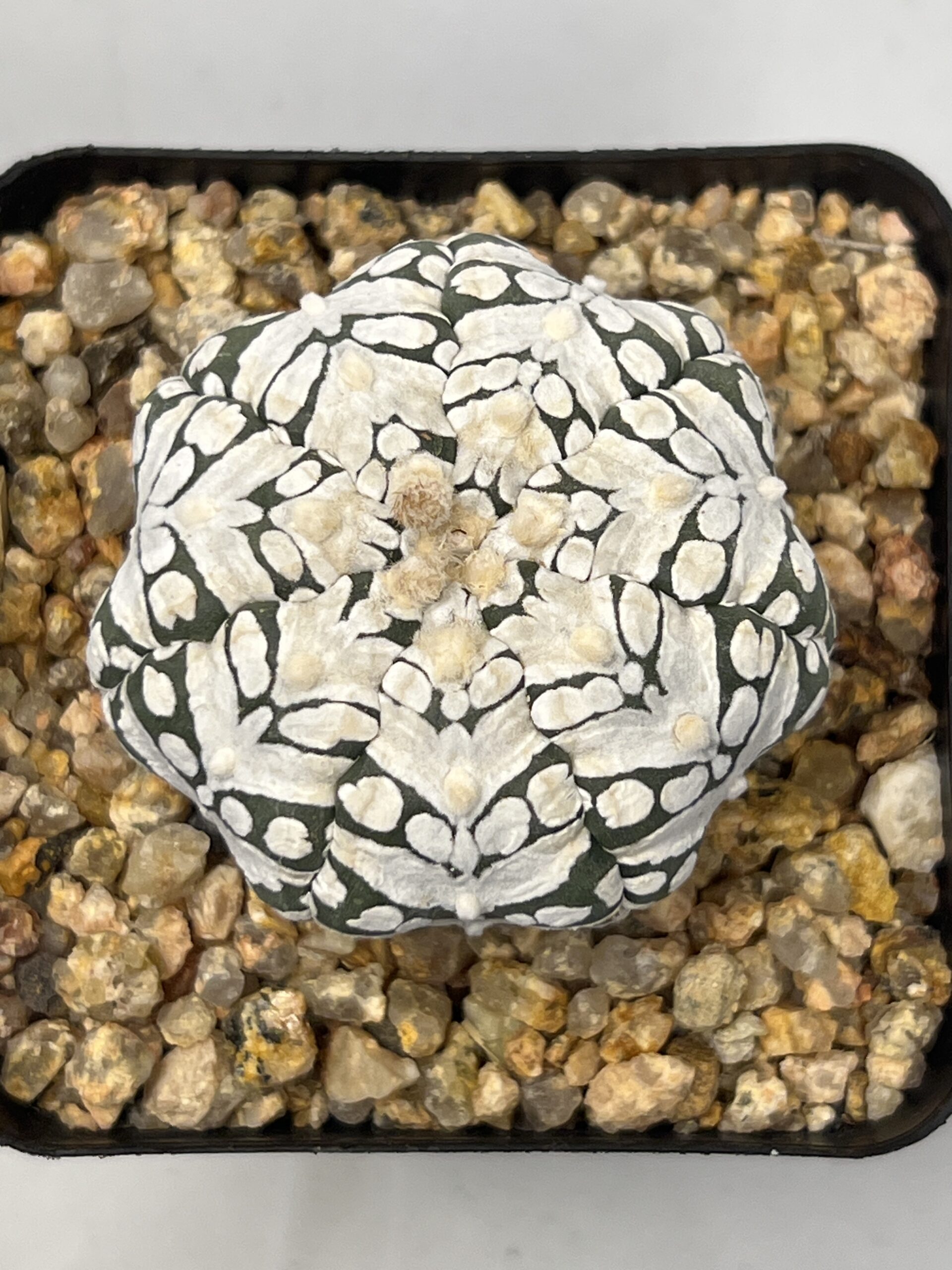 Astrophytum asterias cv. Super Kabuto Big V type Selected