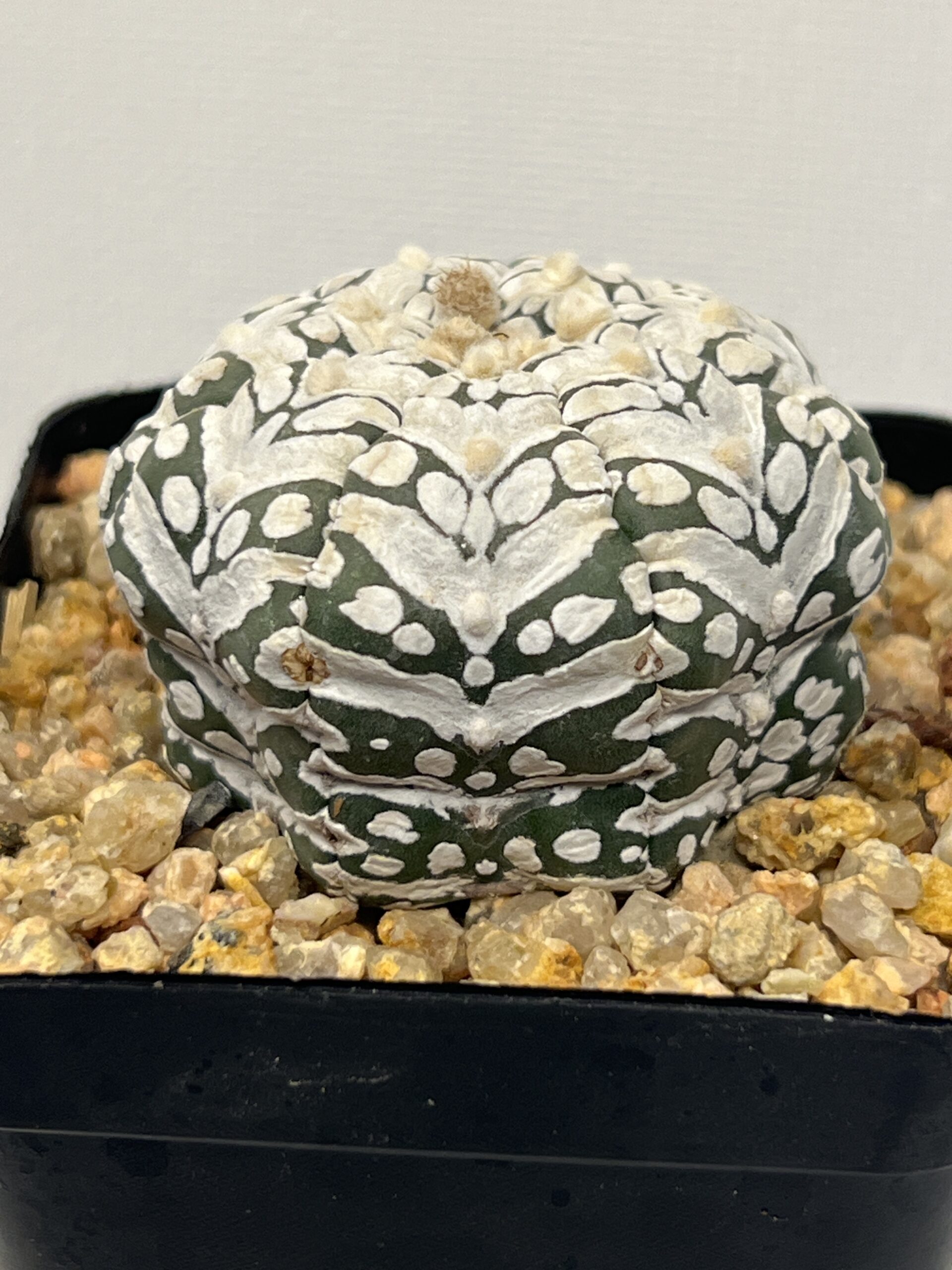 Astrophytum asterias cv. Super Kabuto Big V type Selected - Imagen 2