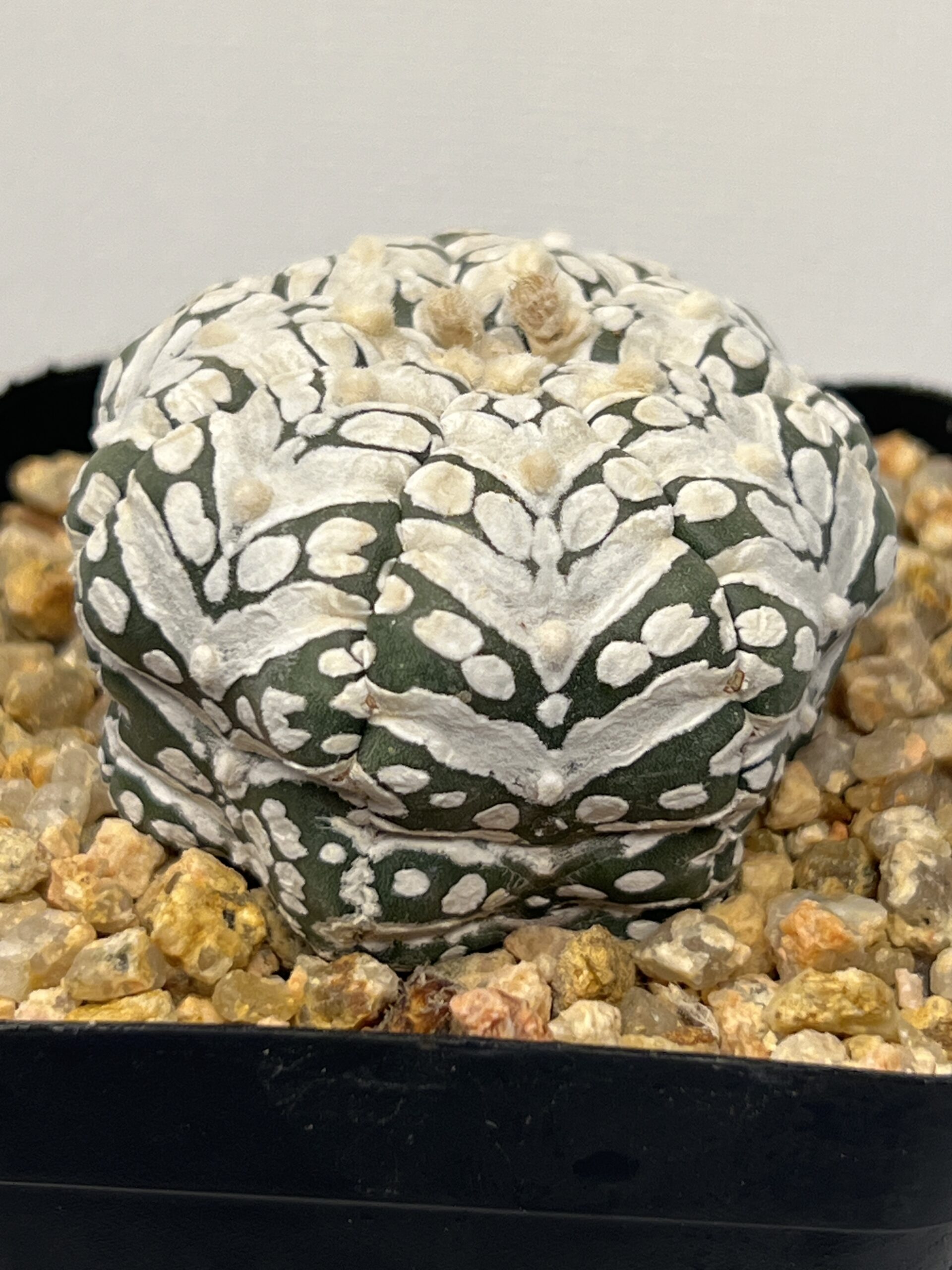 Astrophytum asterias cv. Super Kabuto Big V type Selected - Imagen 3