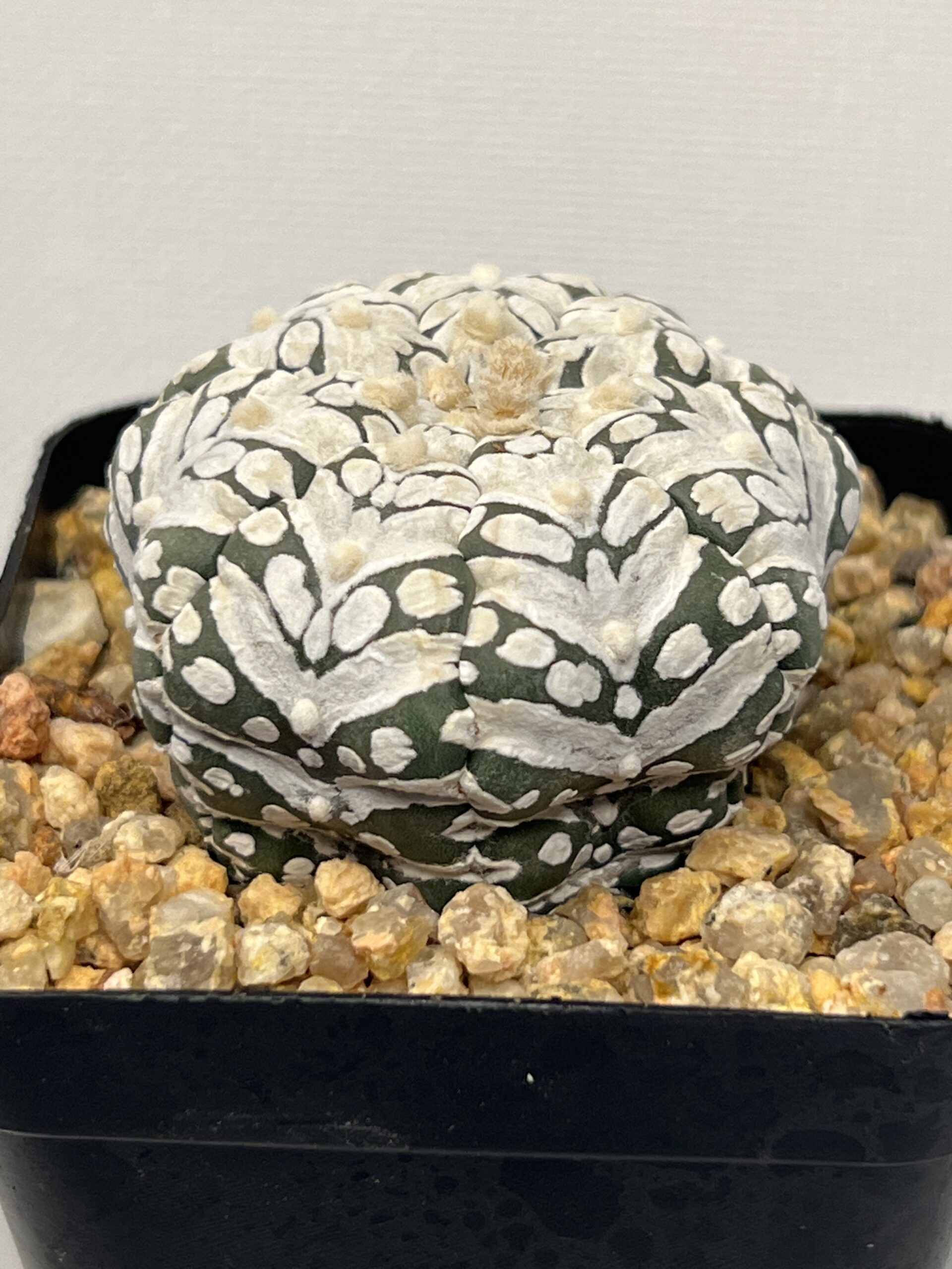 Astrophytum asterias cv. Super Kabuto Big V type Selected - Imagen 4