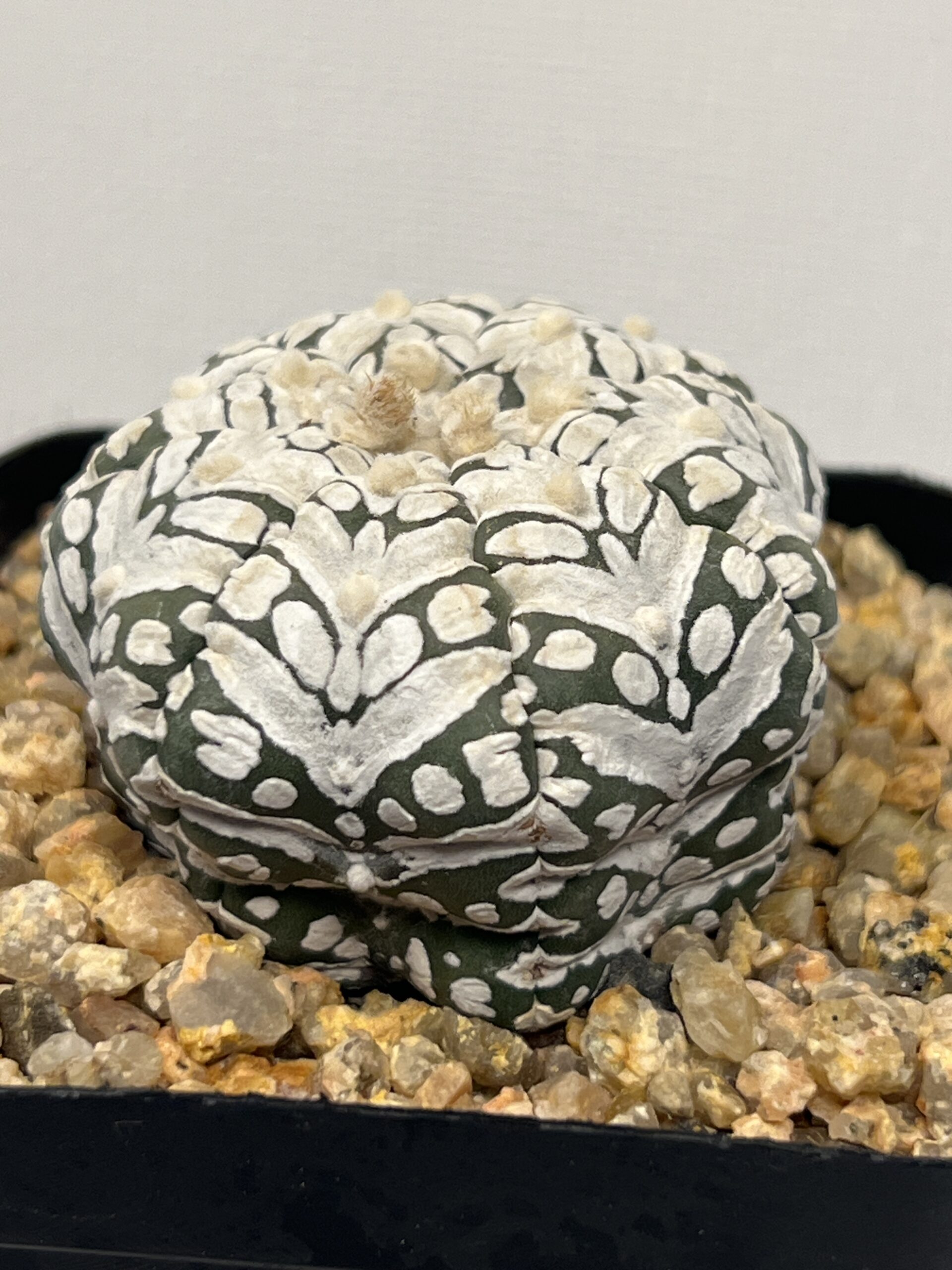 Astrophytum asterias cv. Super Kabuto Big V type Selected - Imagen 5
