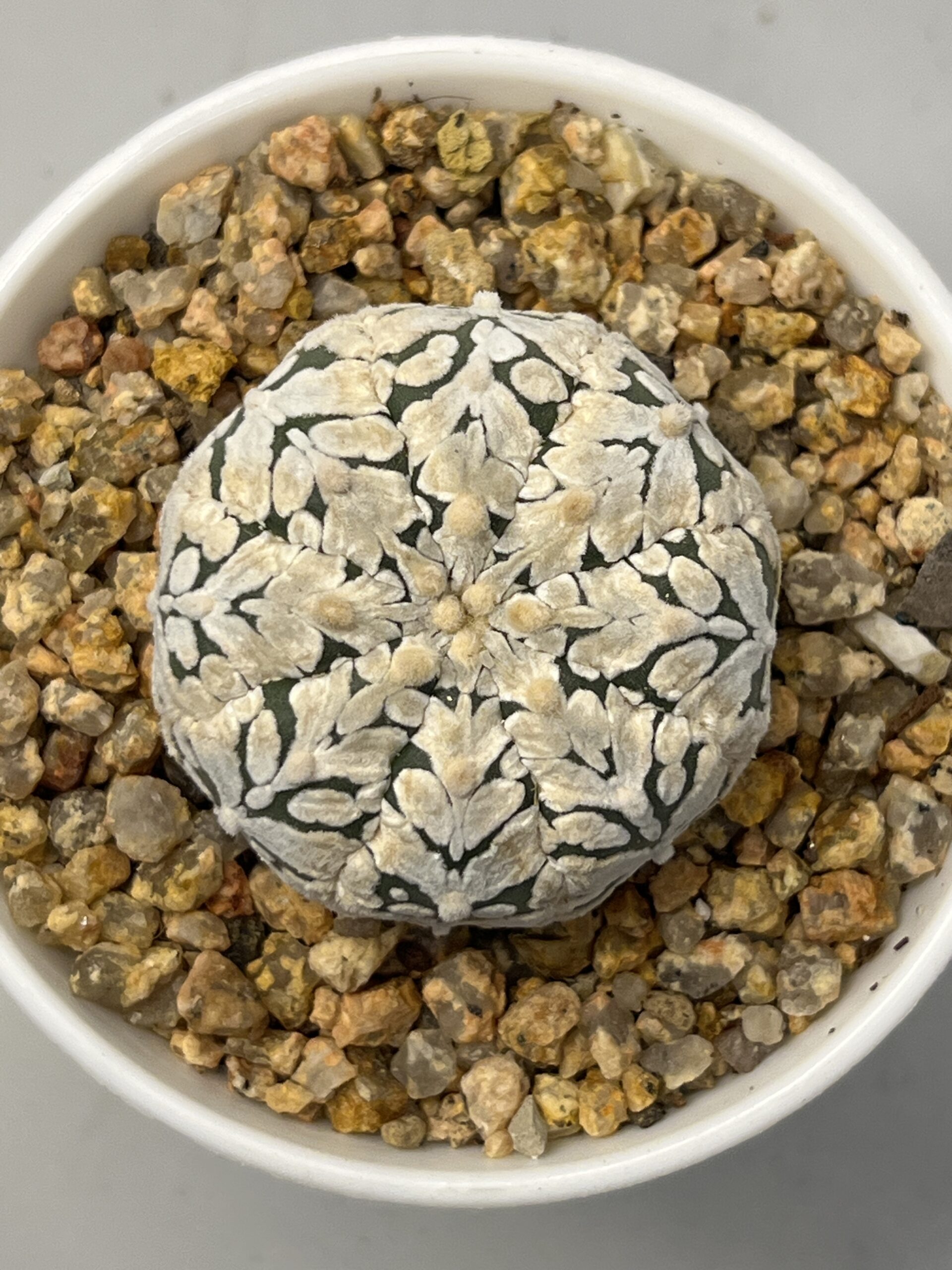 Astrophytum asterias cv. Super Kabuto Big V type