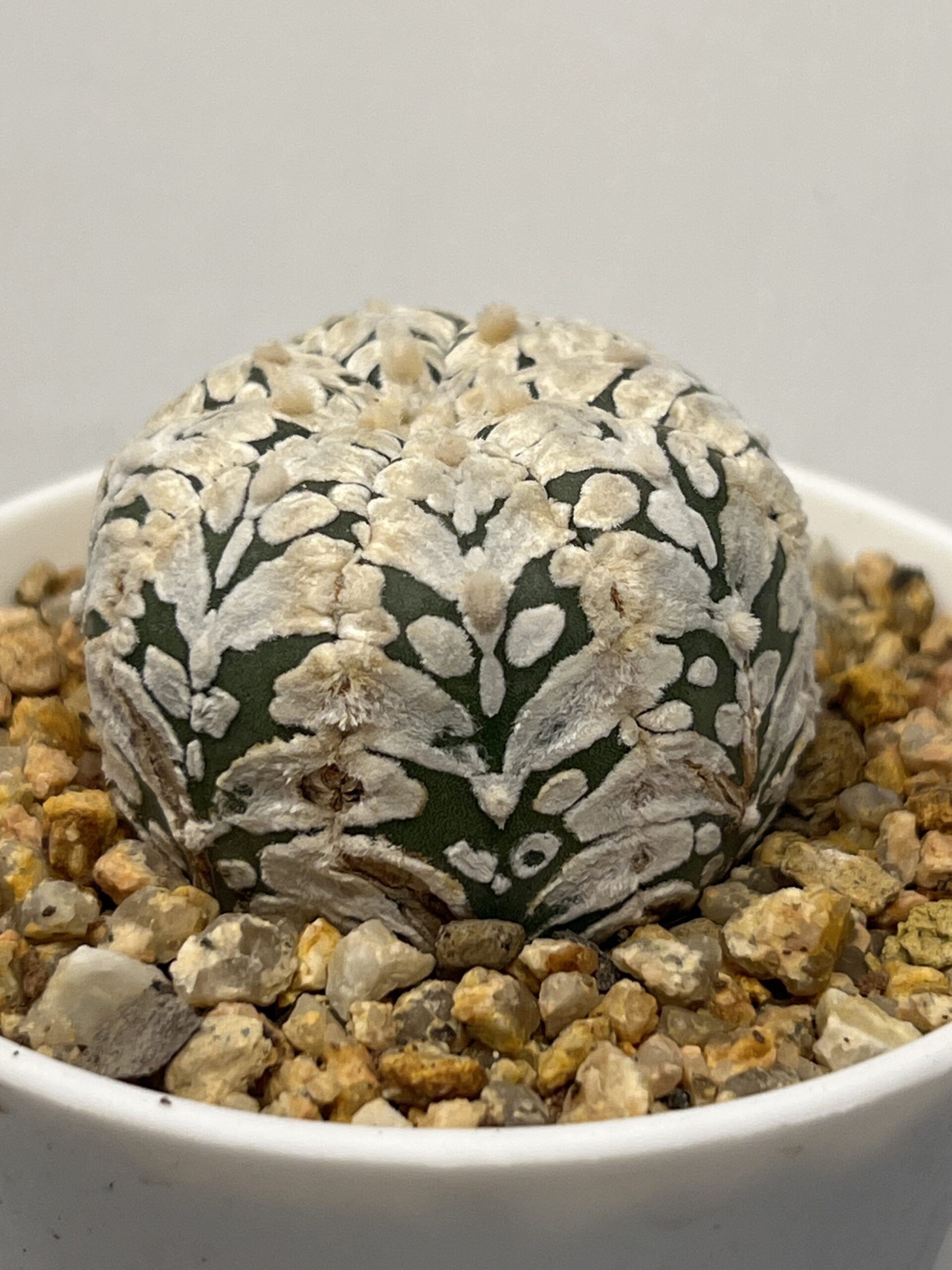 Astrophytum asterias cv. Super Kabuto Big V type — изображение 2