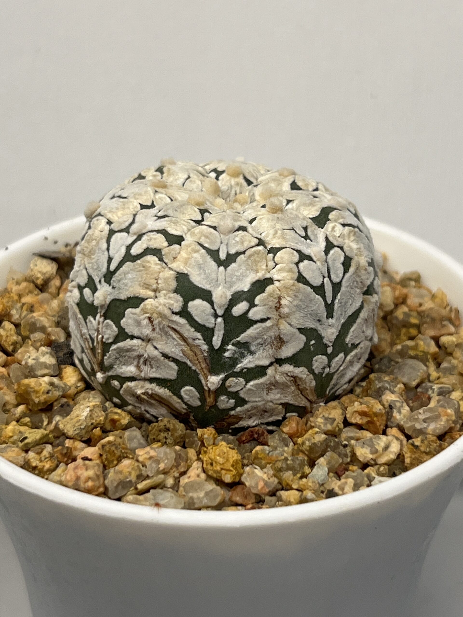 Astrophytum asterias cv. Super Kabuto Big V type — изображение 3