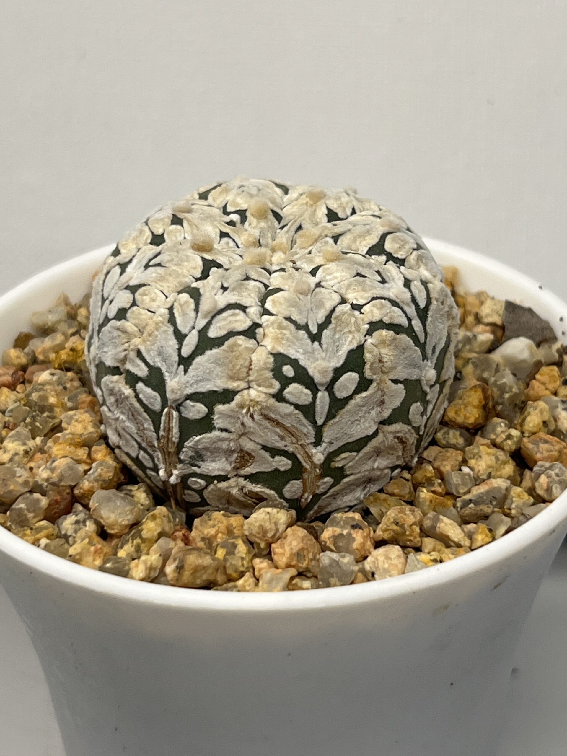 Astrophytum asterias cv. Super Kabuto Big V type — изображение 4