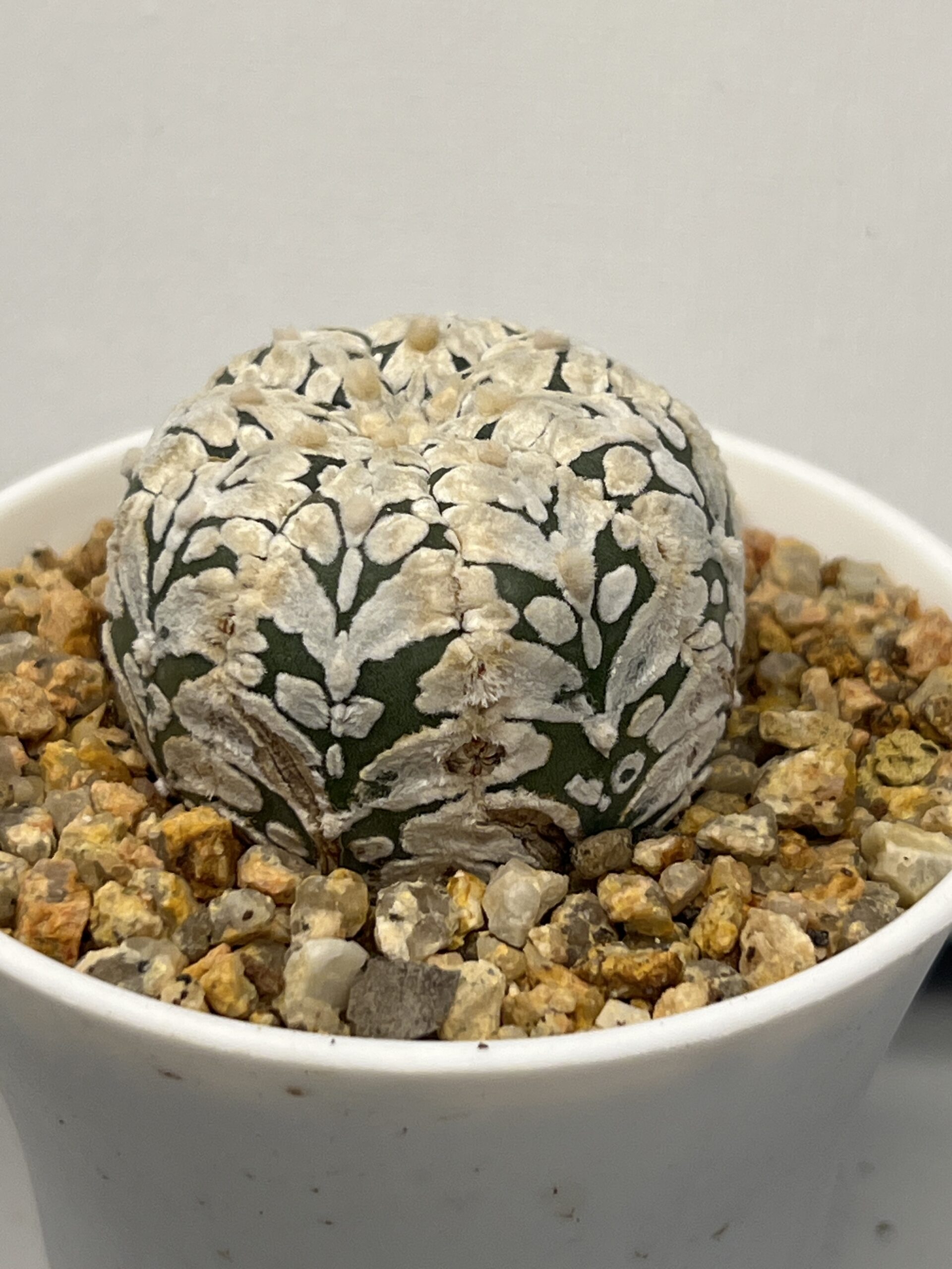 Astrophytum asterias cv. Super Kabuto Big V type — изображение 5