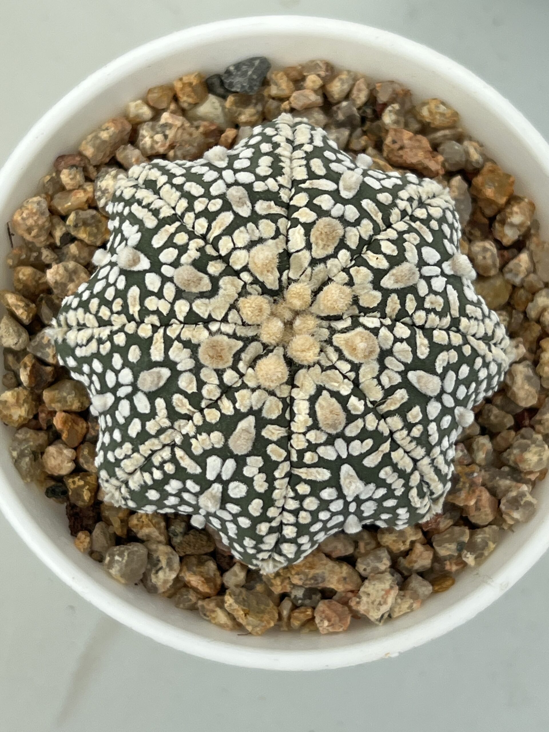 Astrophytum asterias cv. Super Kabuto Star Shape Selected