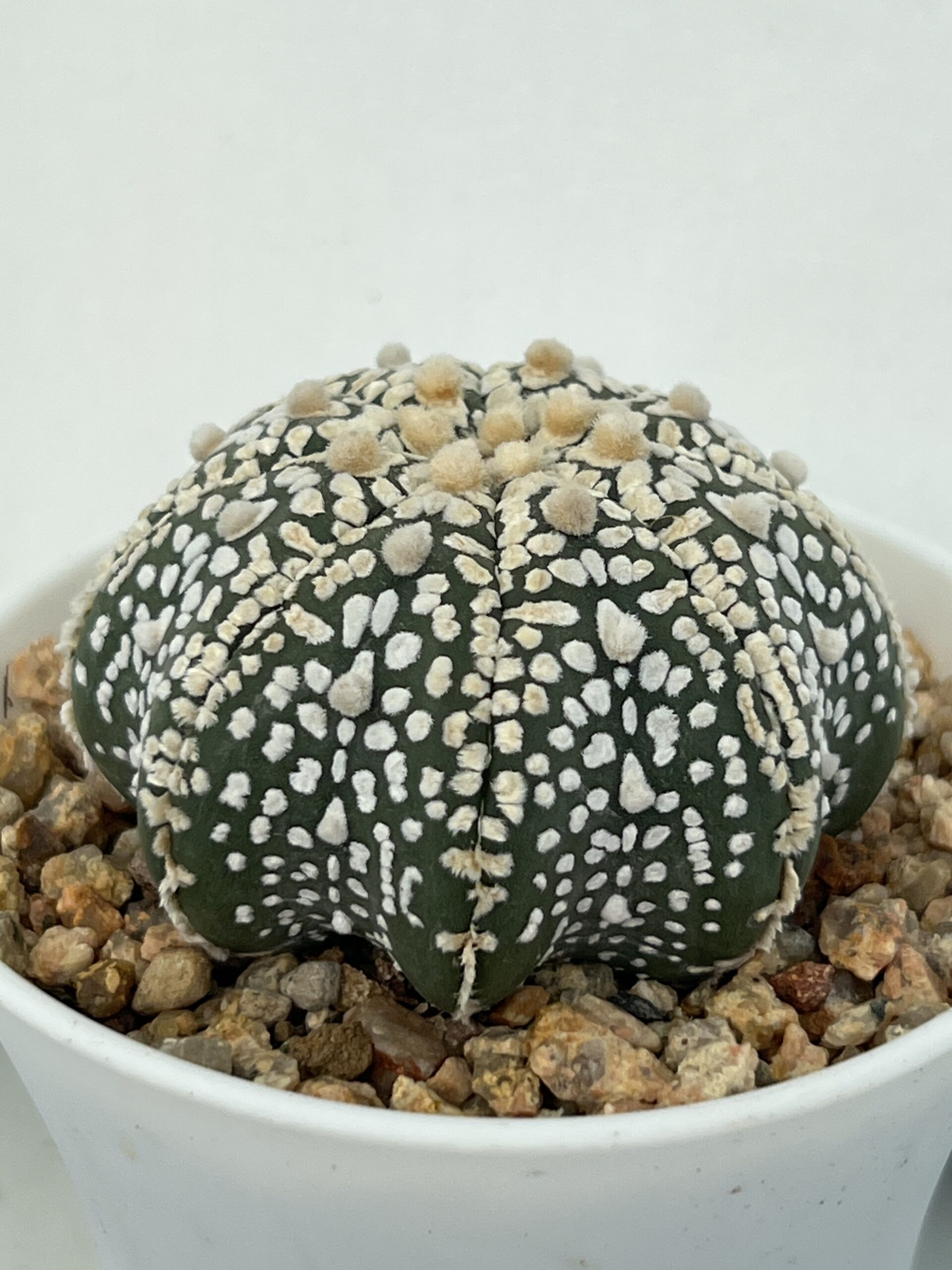 Astrophytum asterias cv. Super Kabuto Star Shape Selected - Imagen 2