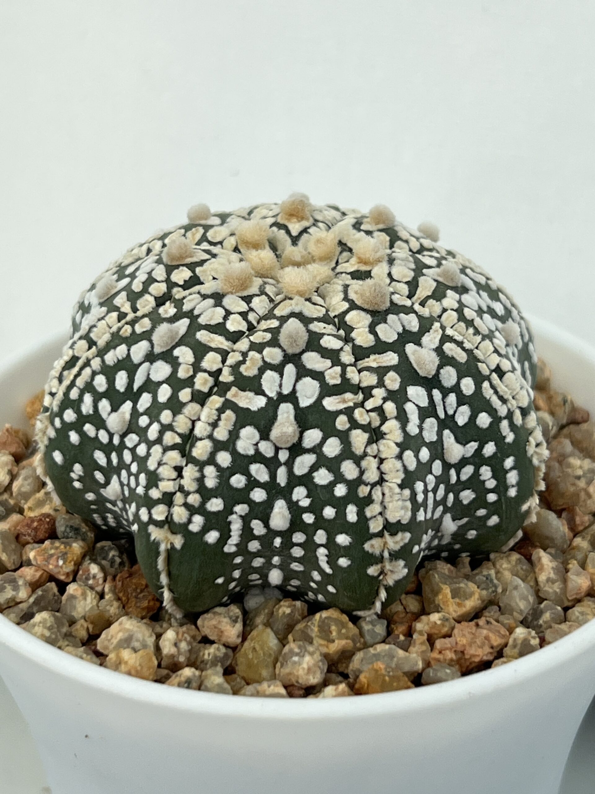 Astrophytum asterias cv. Super Kabuto Star Shape Selected - Imagen 3