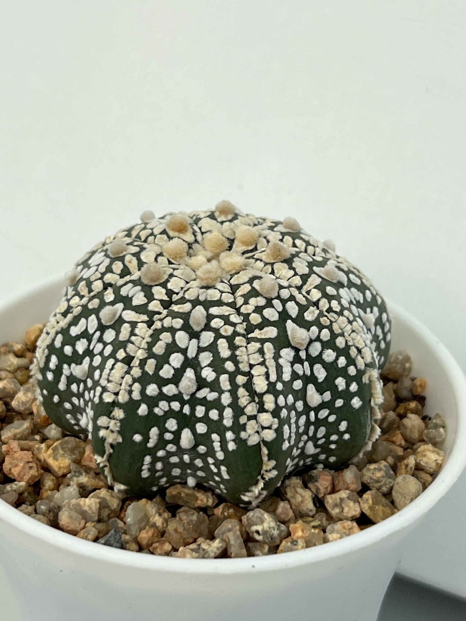 Astrophytum asterias cv. Super Kabuto Star Shape Selected - Imagen 4