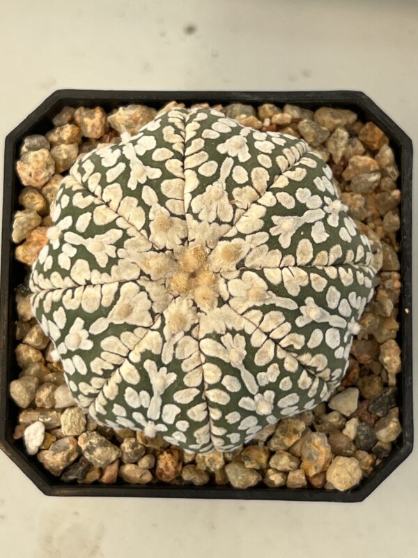 Astrophytum asterias cv. Super Kabuto V type Selected