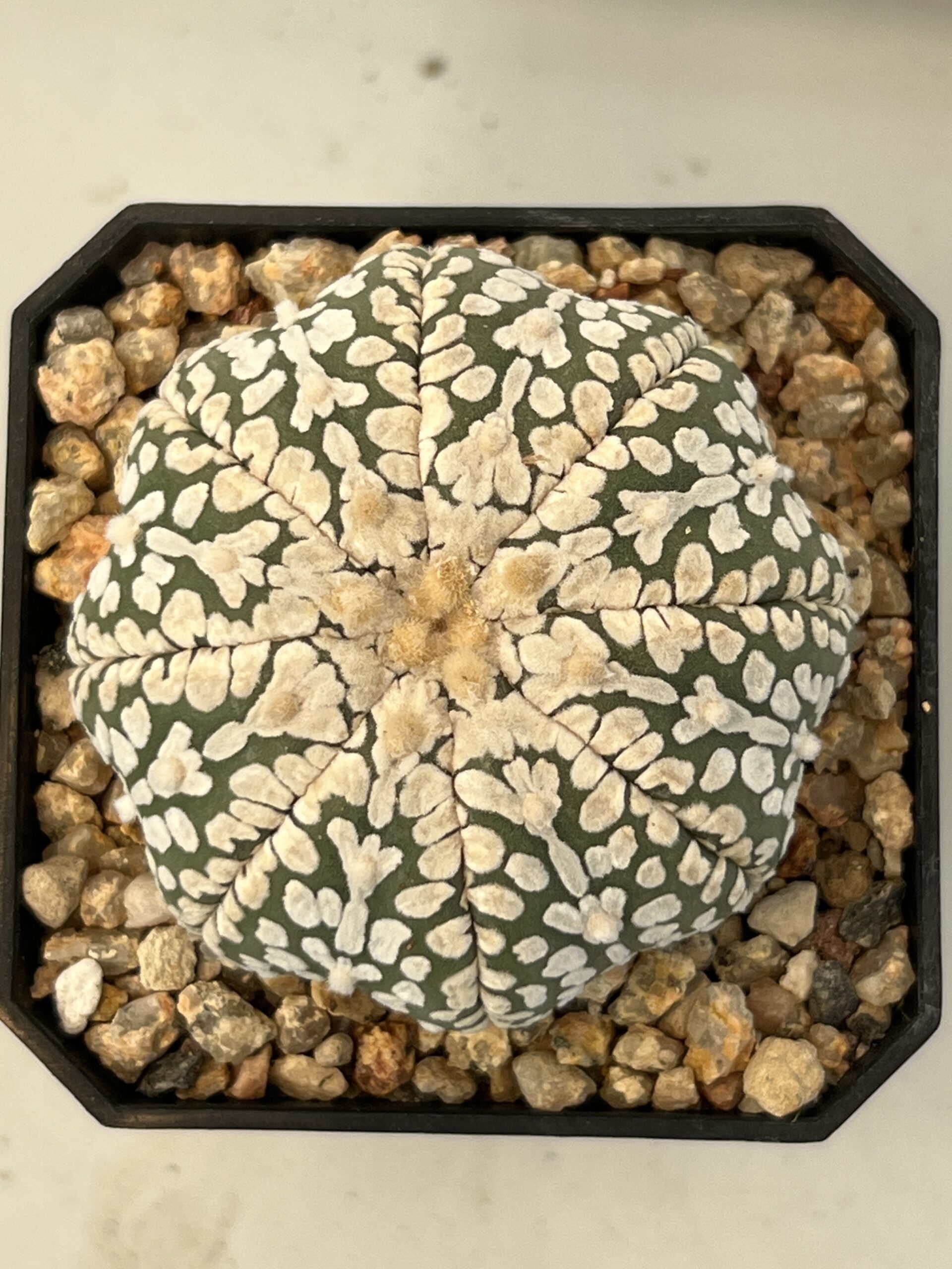 Astrophytum asterias cv. Super Kabuto V type Selected