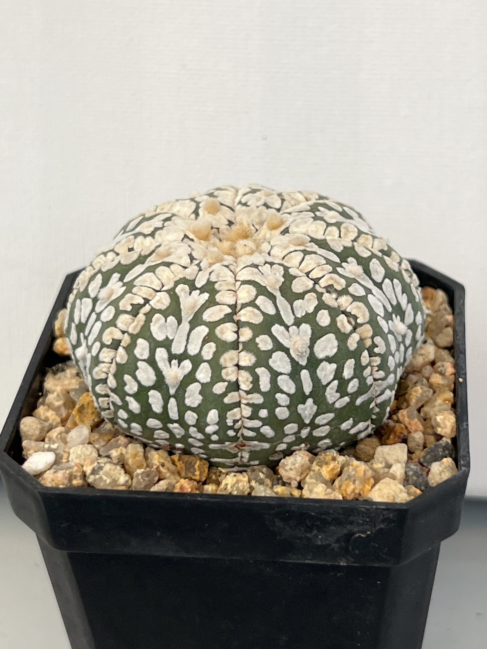 Astrophytum asterias cv. Super Kabuto V type Selected - Imagen 2