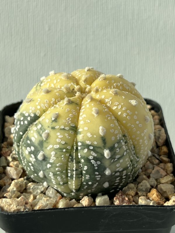 Astrophytum asterias variegata Fukuryu