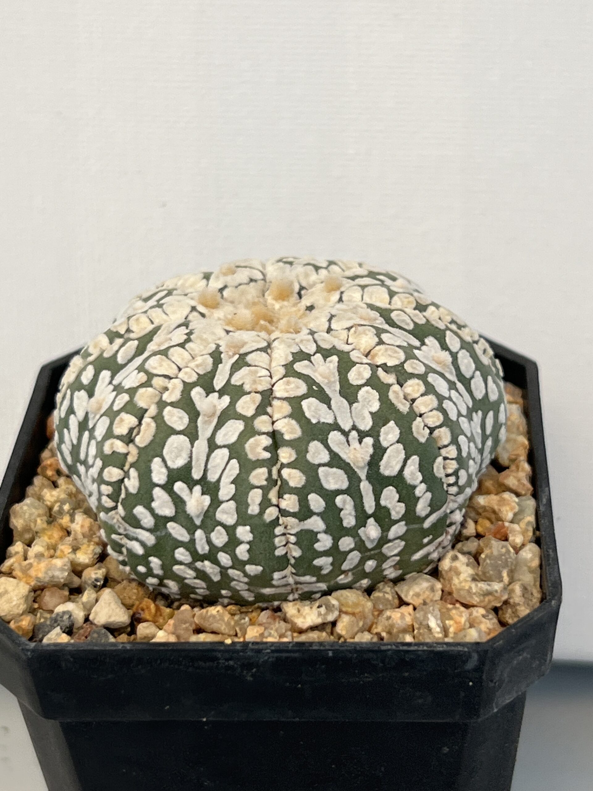 Astrophytum asterias cv. Super Kabuto V type Selected - Imagen 3