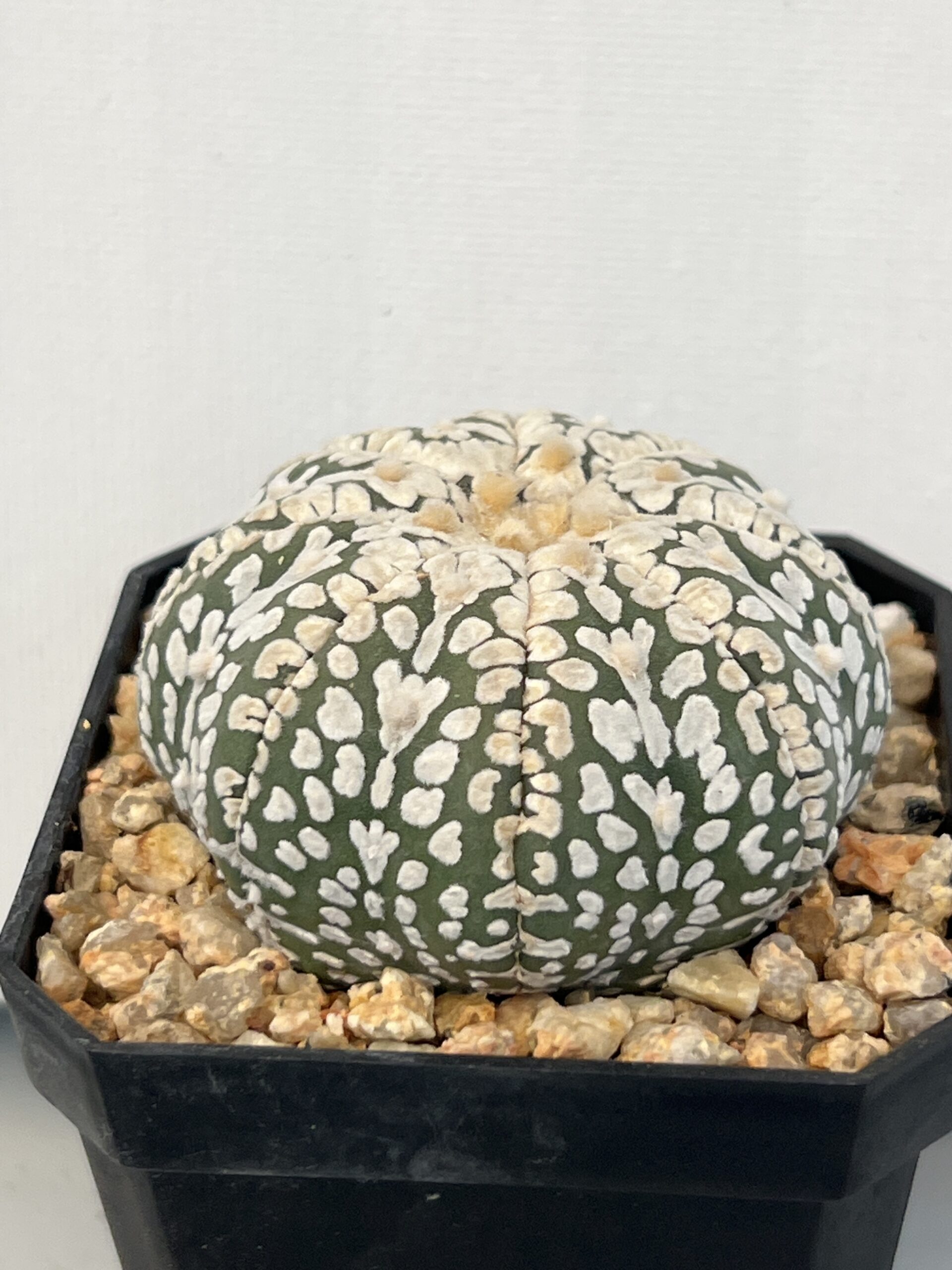 Astrophytum asterias cv. Super Kabuto V type Selected - Imagen 4