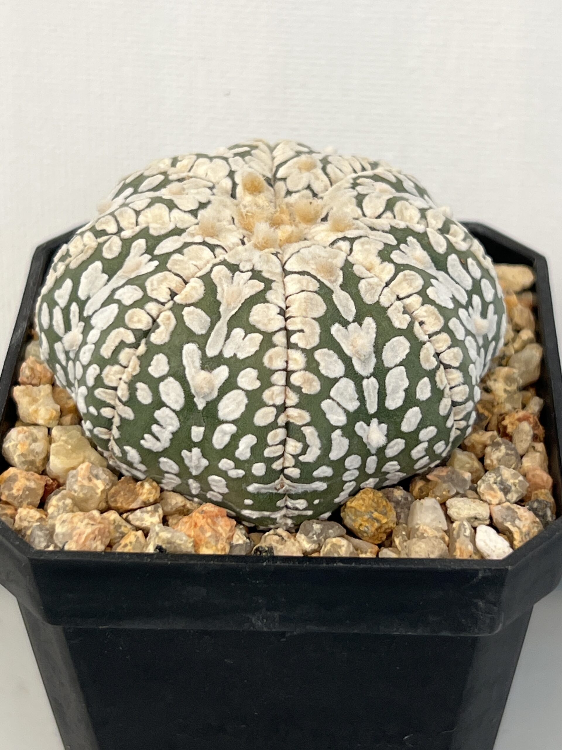 Astrophytum asterias cv. Super Kabuto V type Selected - Imagen 5