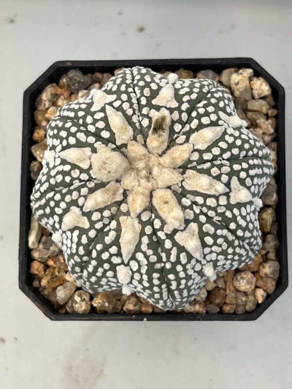 Astrophytum asterias cv. Super Kabuto Star Shape Selected