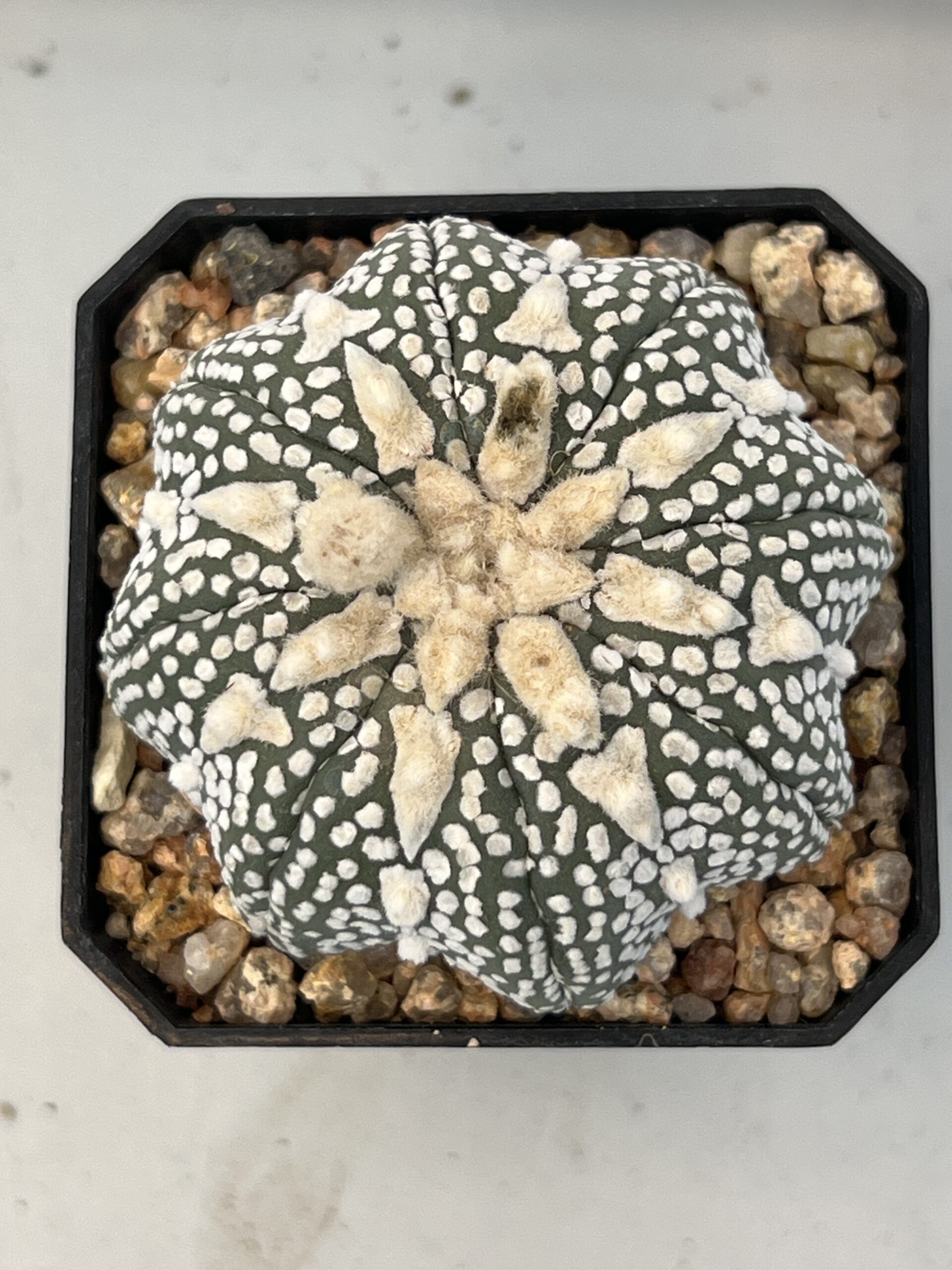 Astrophytum asterias cv. Super Kabuto Star Shape Selected